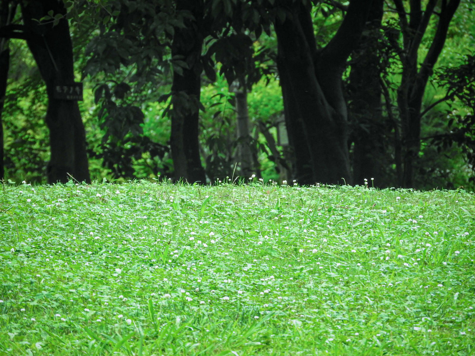 クローバーの庭の写真を無料ダウンロード フリー素材 ぱくたそ