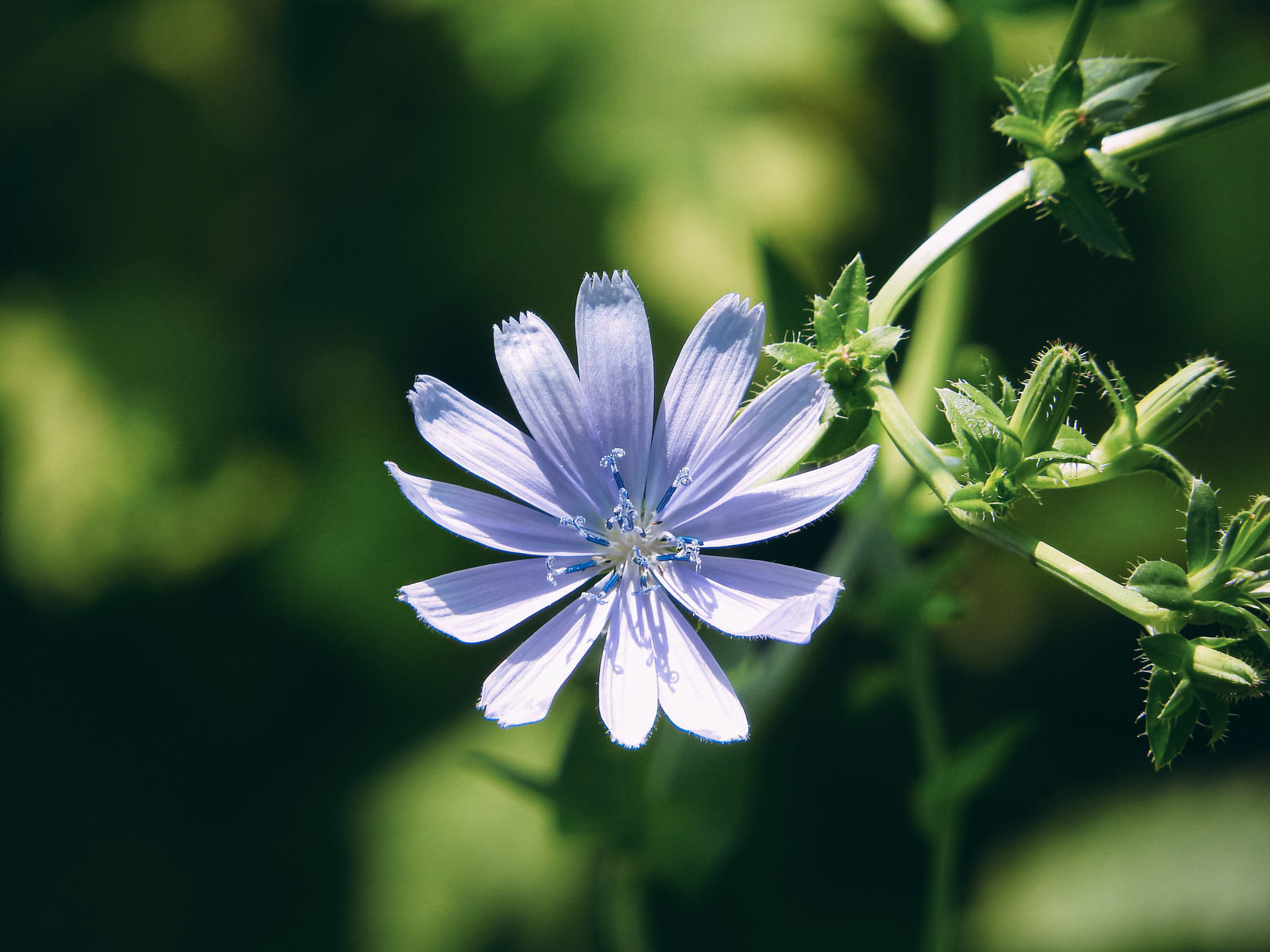 開花したチコリの花の写真 画像 フリー素材 ぱくたそ