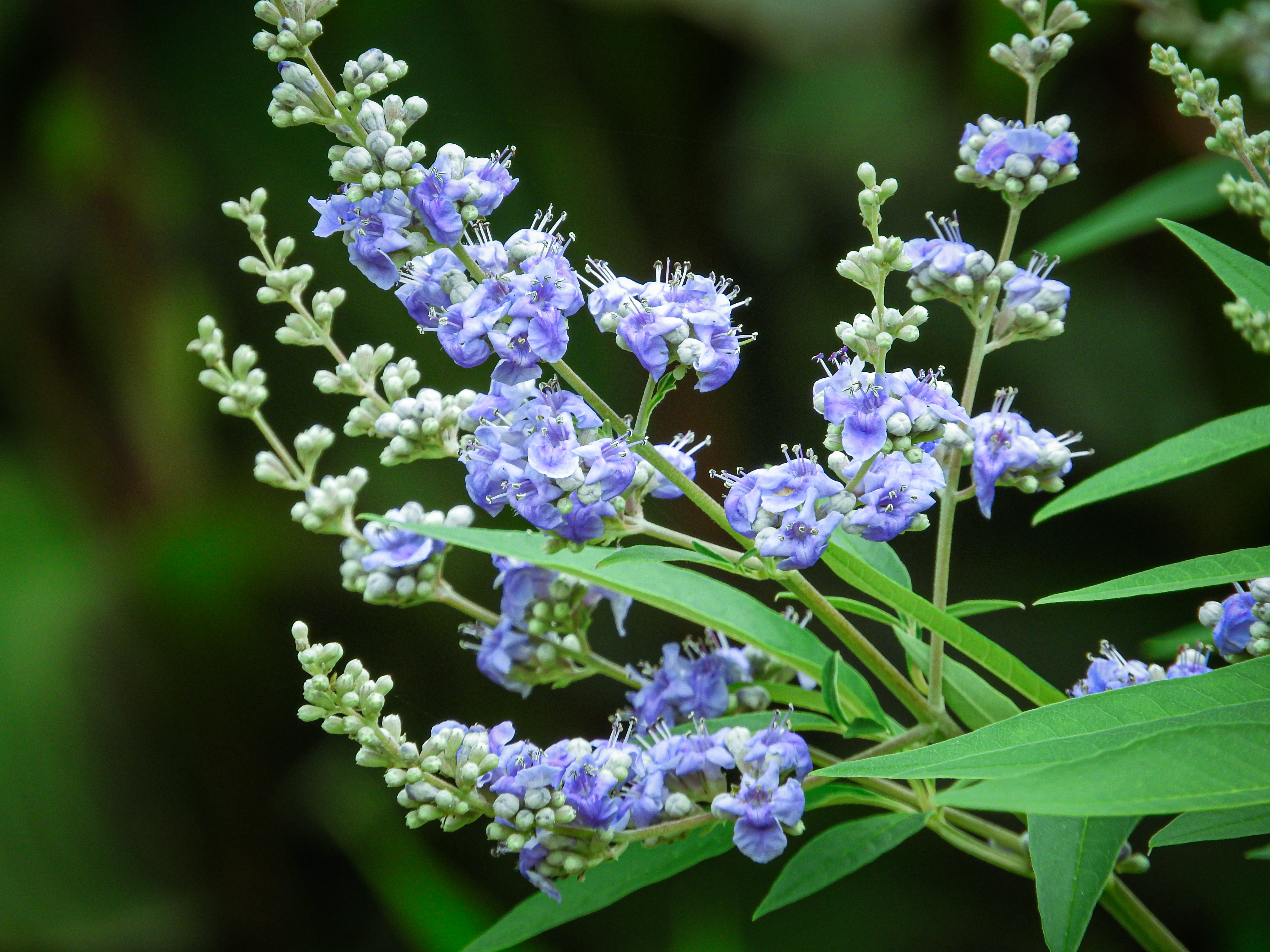 セイヨウニンジンボクのすみれ色の花の写真素材 ぱくたそ
