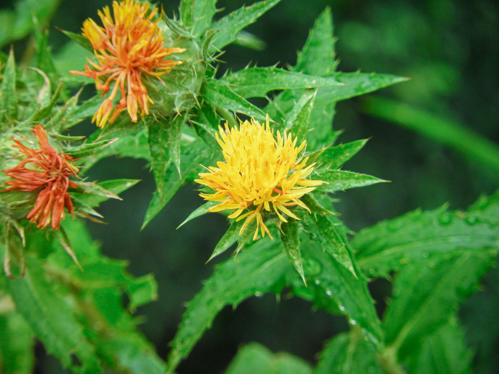 ベニバナの花と刺々しい葉の写真素材 ぱくたそ