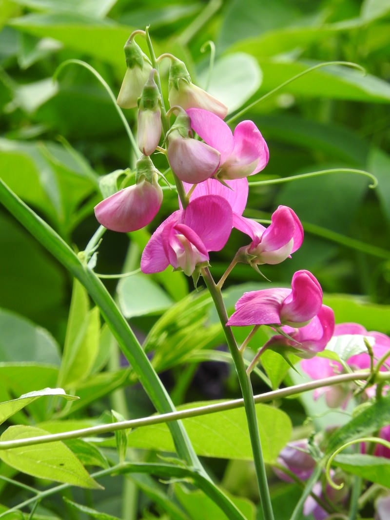 開花を始めたマメ科の花の無料の写真素材 フリー素材 をダウンロード ぱくたそ 開花を始めたマメ科の花の無料の写真素材 フリー素材 をダウンロード ぱくたそ