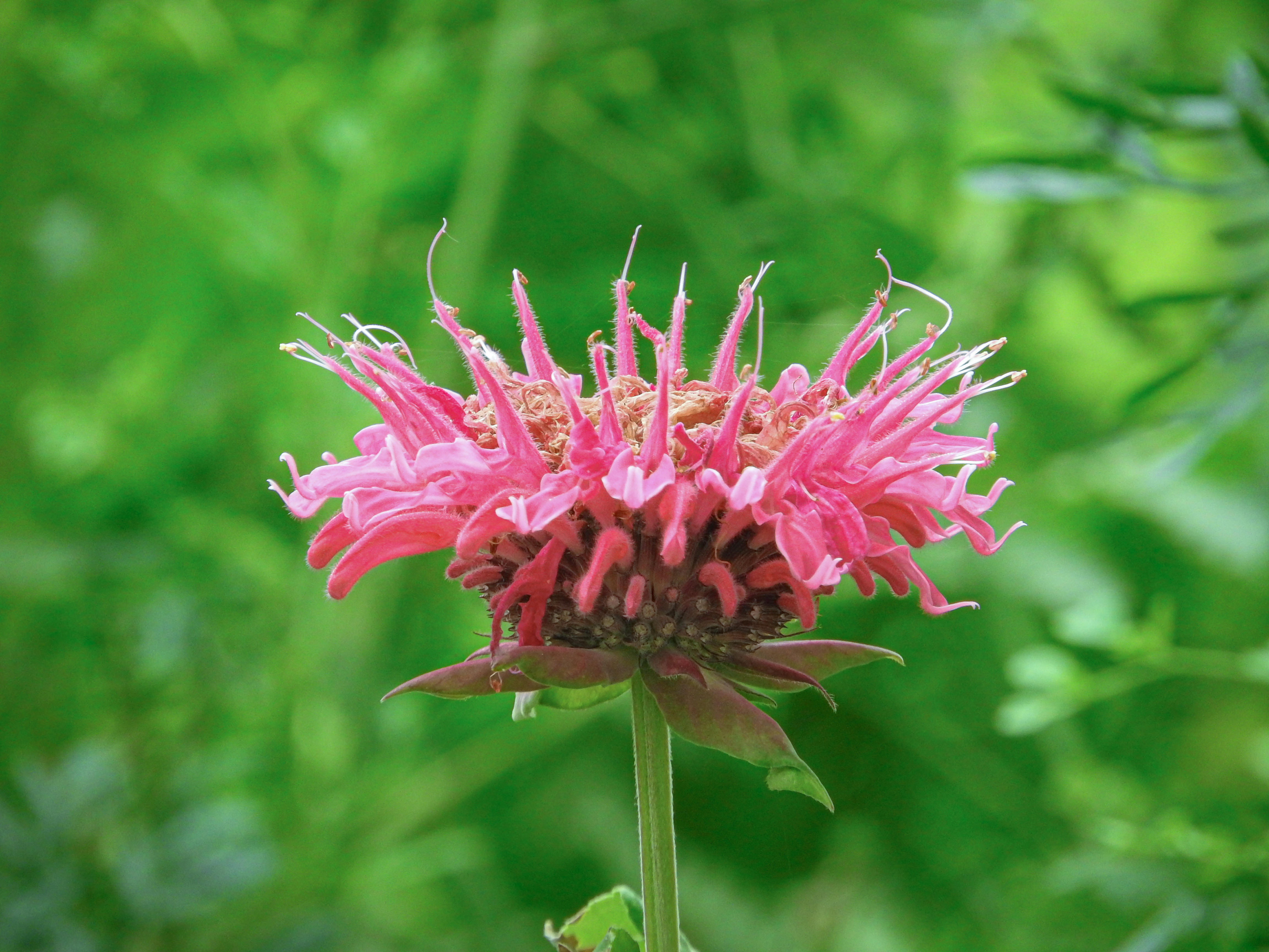 開花したモナルダの花の写真素材 ぱくたそ