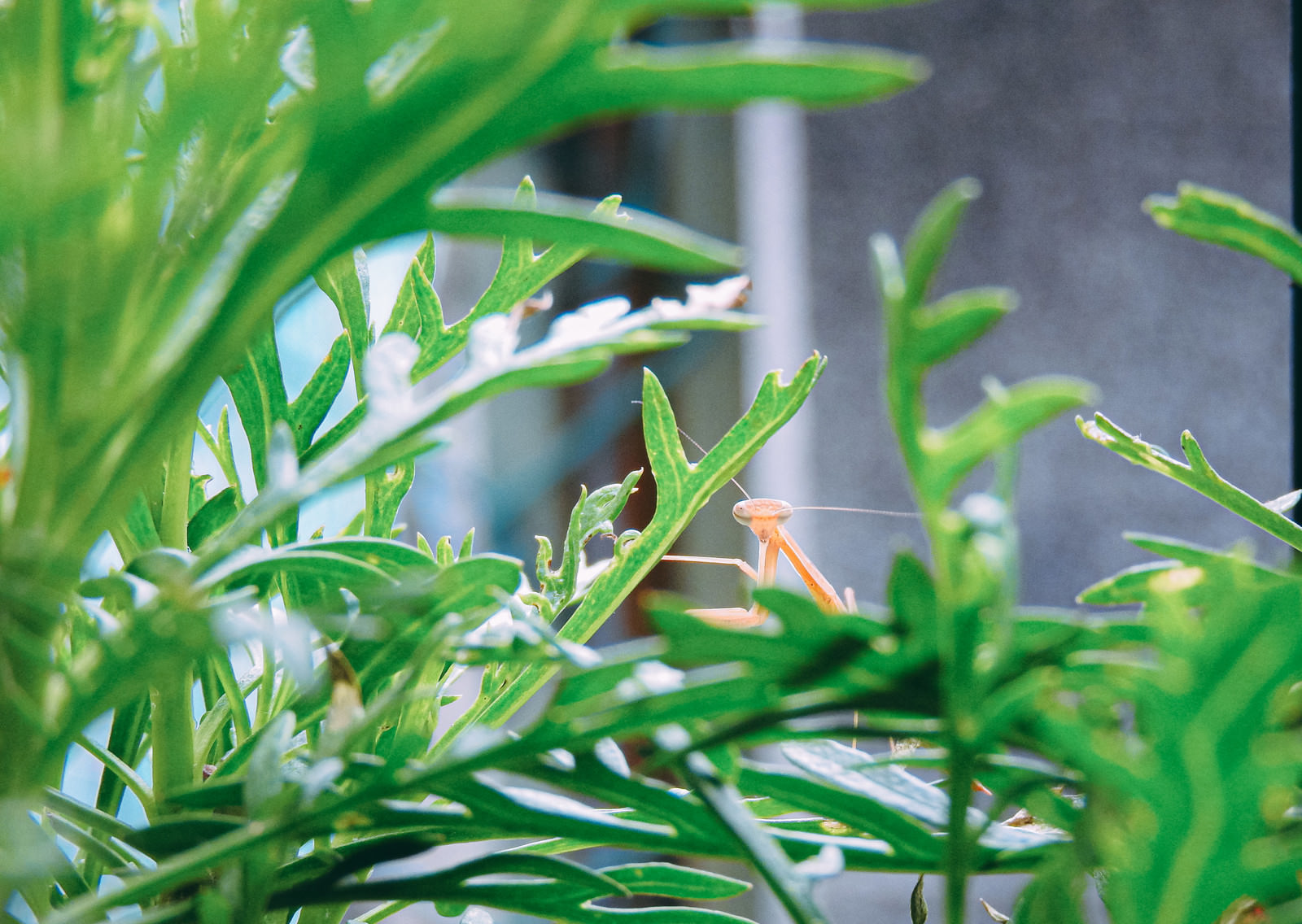 緑に紛れる子カマキリの写真 画像 を無料ダウンロード フリー素材のぱくたそ 緑に紛れる子カマキリの写真 画像 を無料ダウンロード フリー素材のぱくたそ