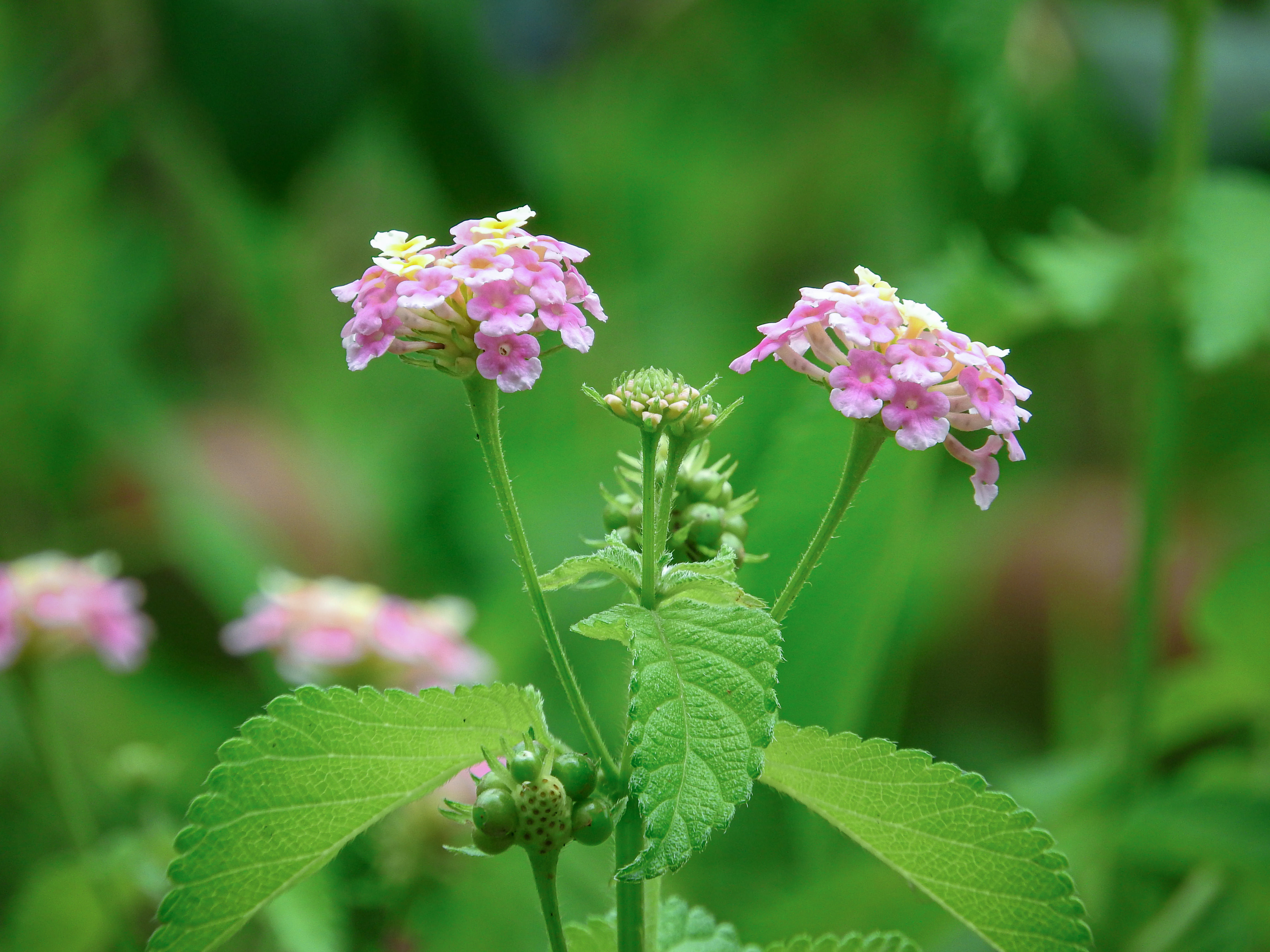 小振りの花が集合したランタナの写真素材 ぱくたそ