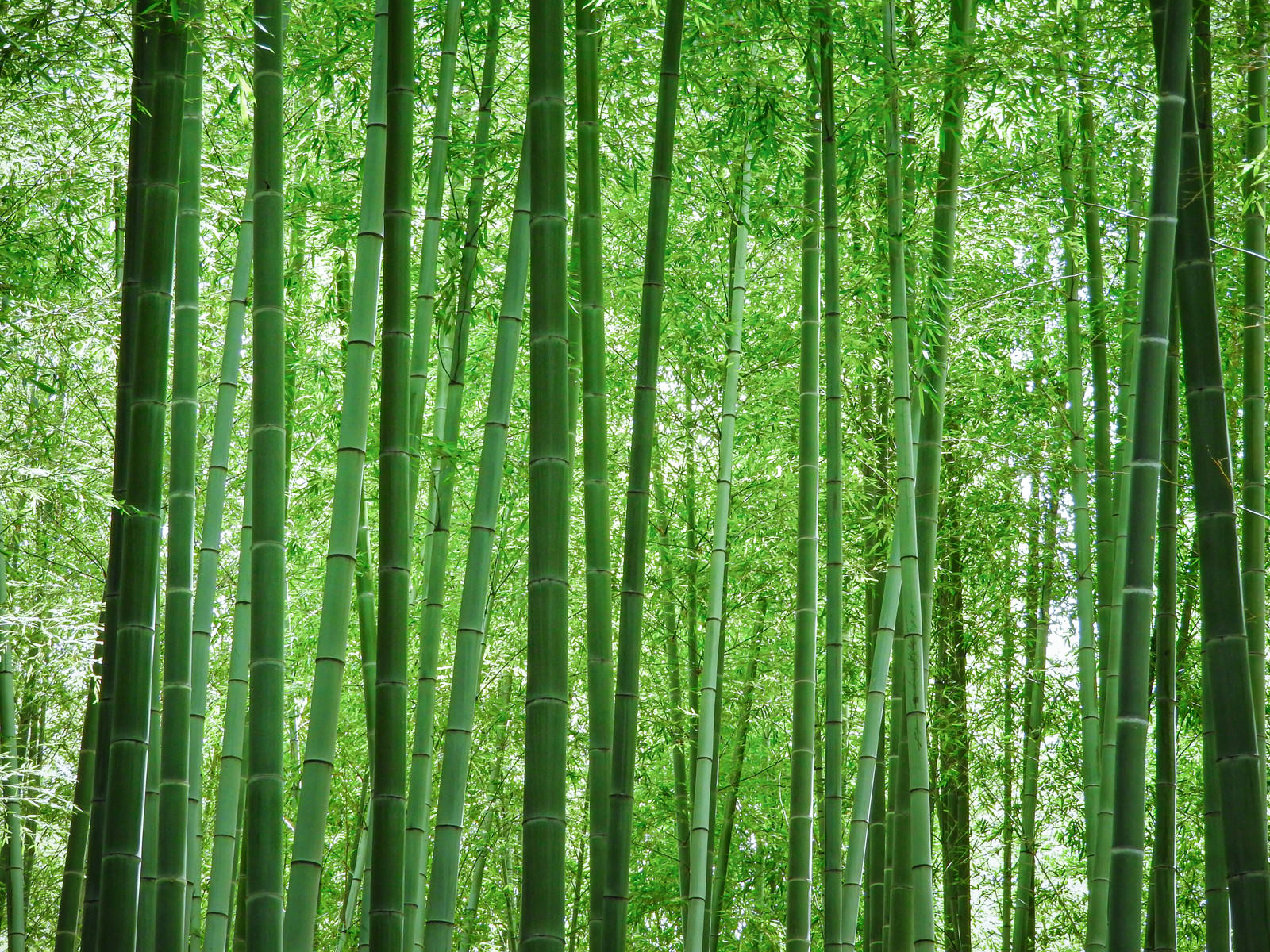 見渡すばかりの竹林の写真素材 ぱくたそ