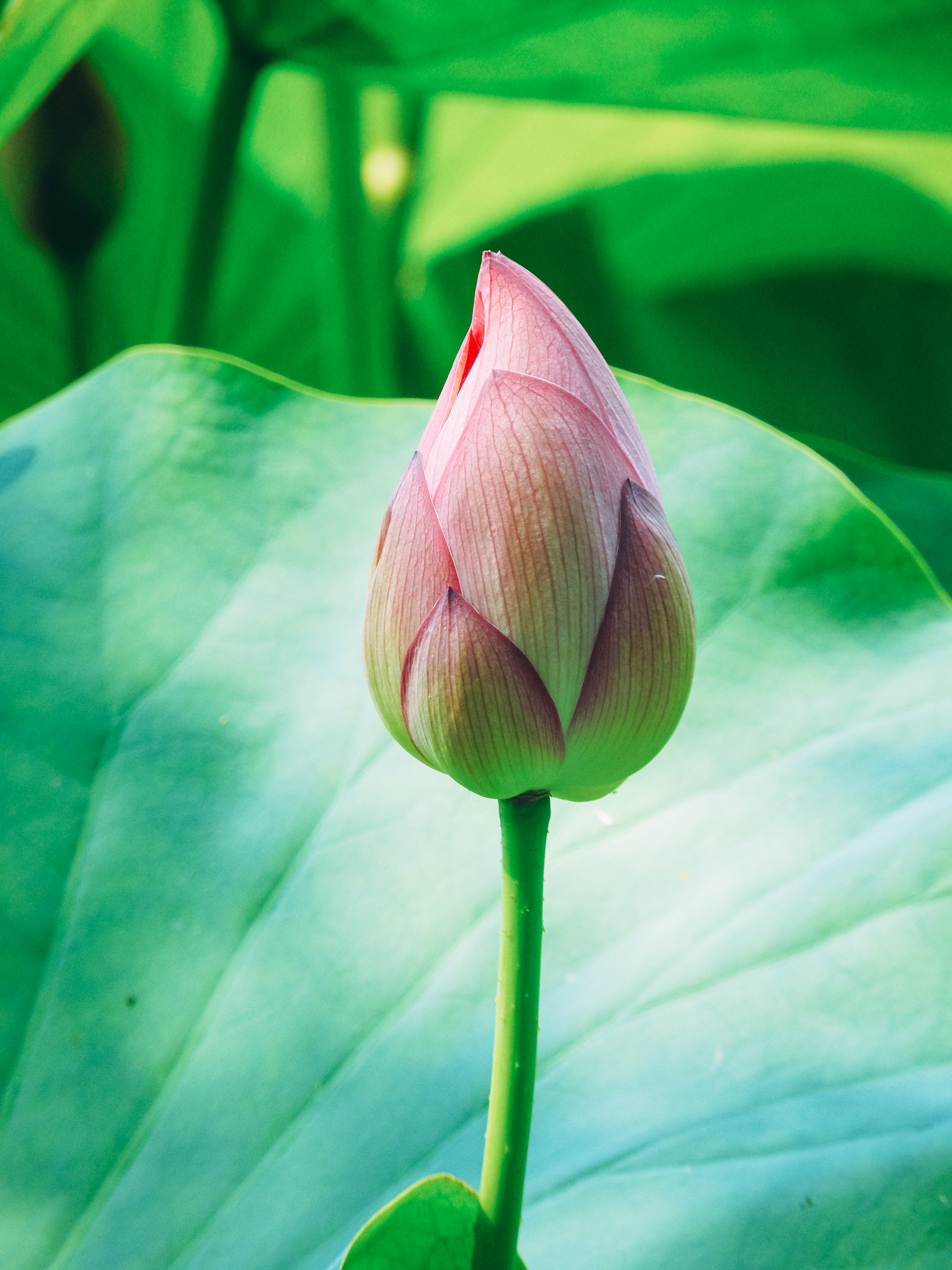 開花を待つ蓮のつぼみの写真素材 ぱくたそ