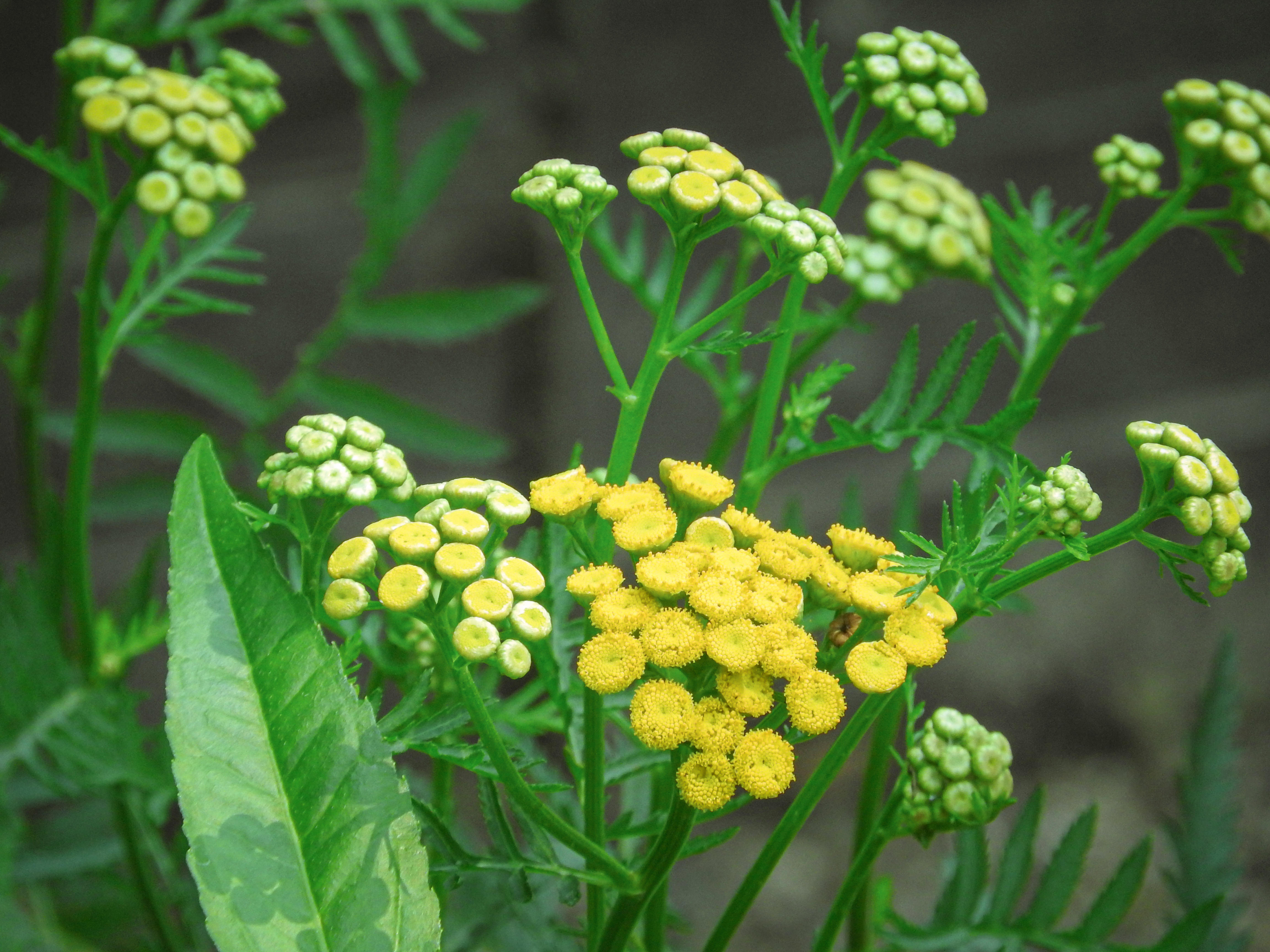 小粒の花を咲かせるタンジーの写真素材 ぱくたそ