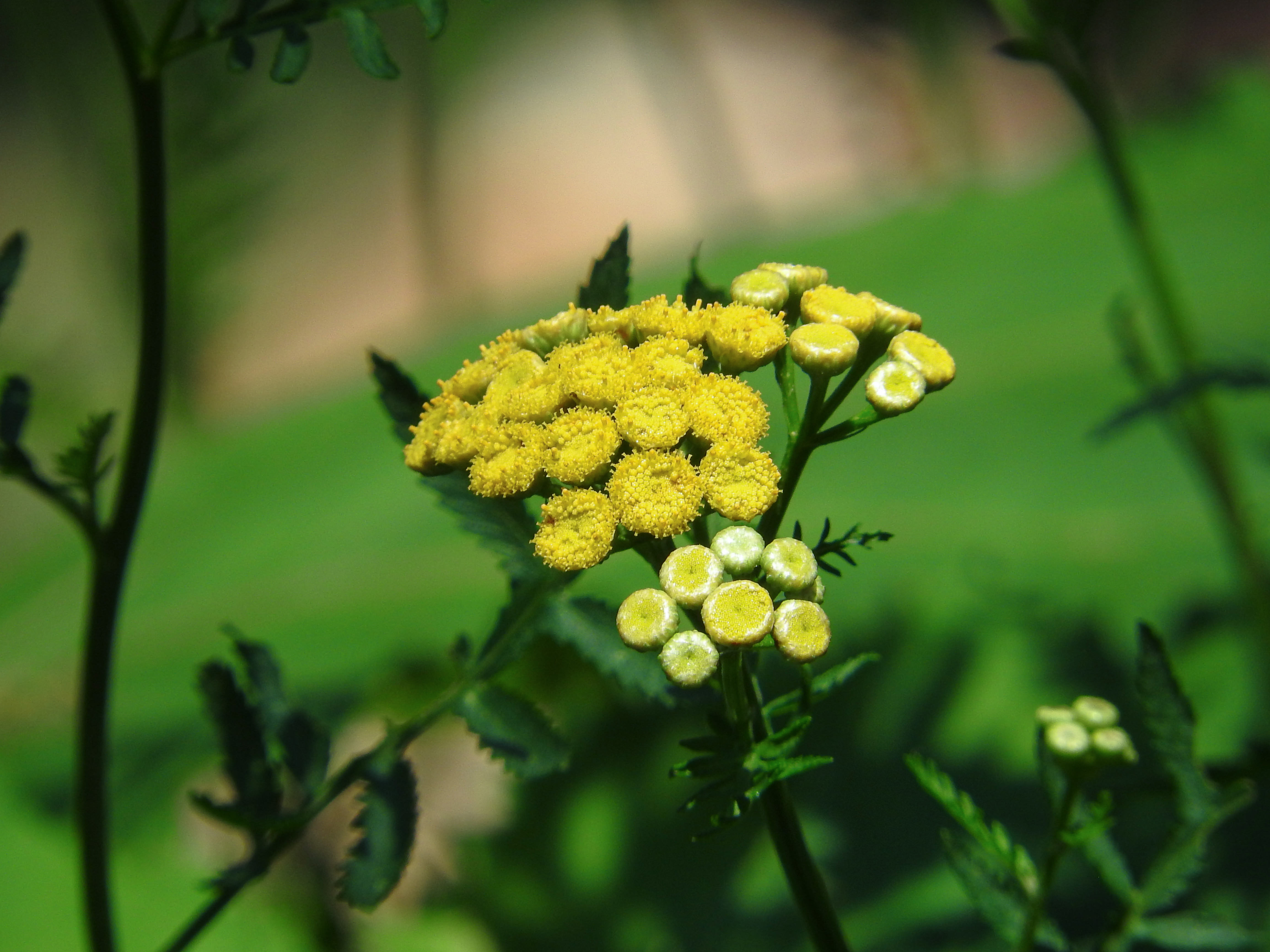 色鮮やかな黄色の花タンジーの写真素材 ぱくたそ