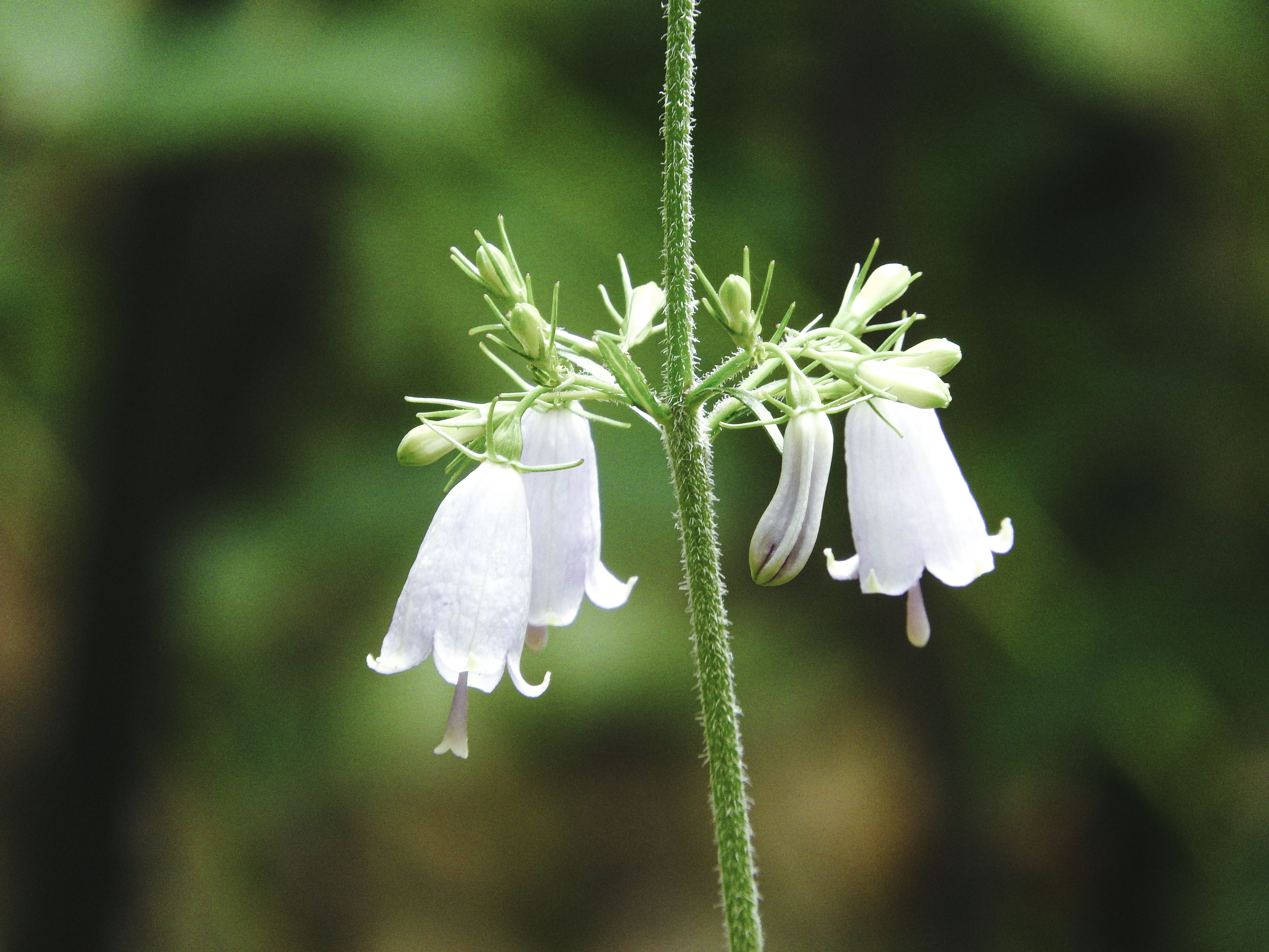 釣鐘型の花を咲かせるツリガネニンジンの写真素材 ぱくたそ