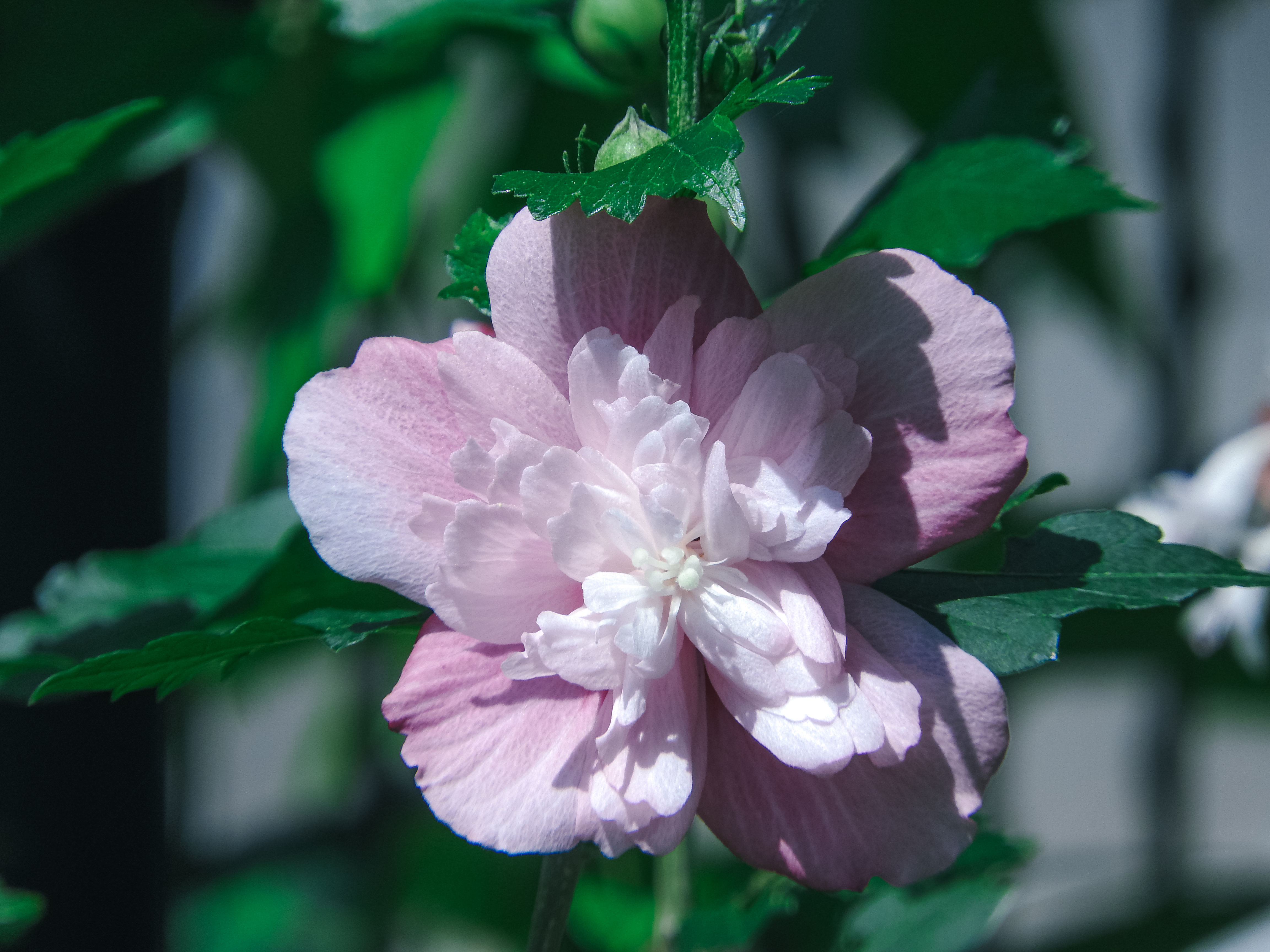 八重のムクゲの写真素材 ぱくたそ