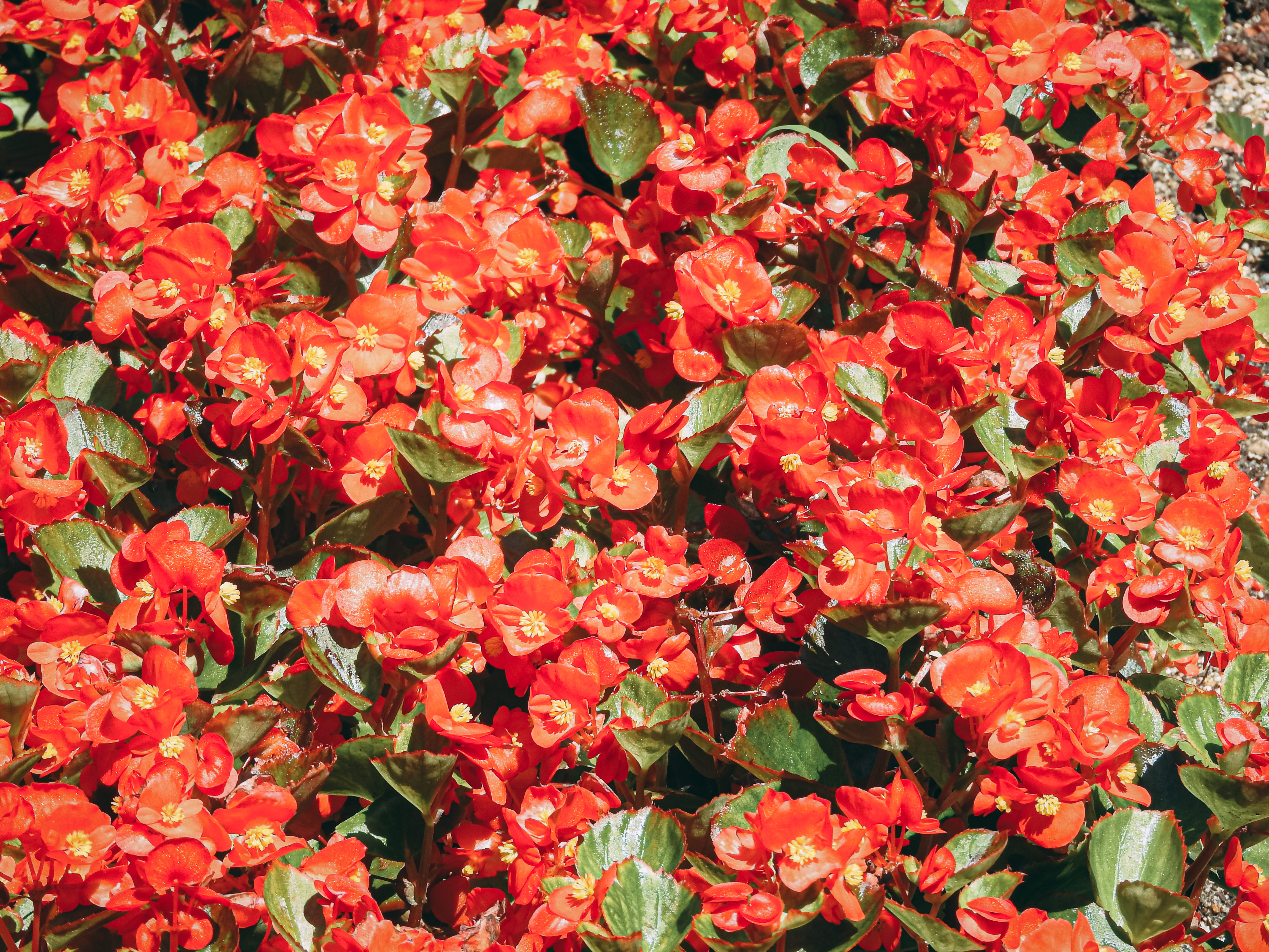 一面に咲く赤いベゴニアの写真素材 ぱくたそ