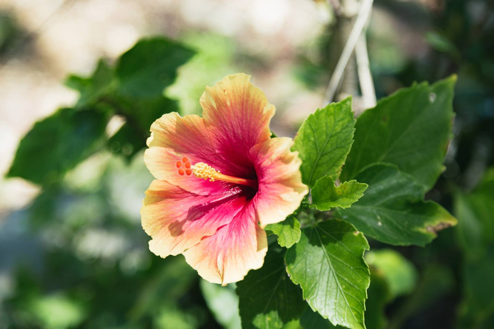 花のカテゴリに関連する写真素材2580枚 ぱくたそ