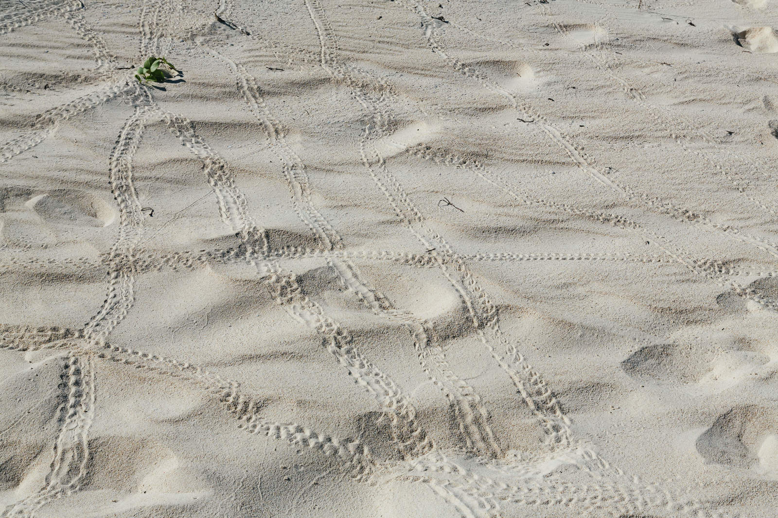 「砂浜を歩いた亀の足跡」の写真
