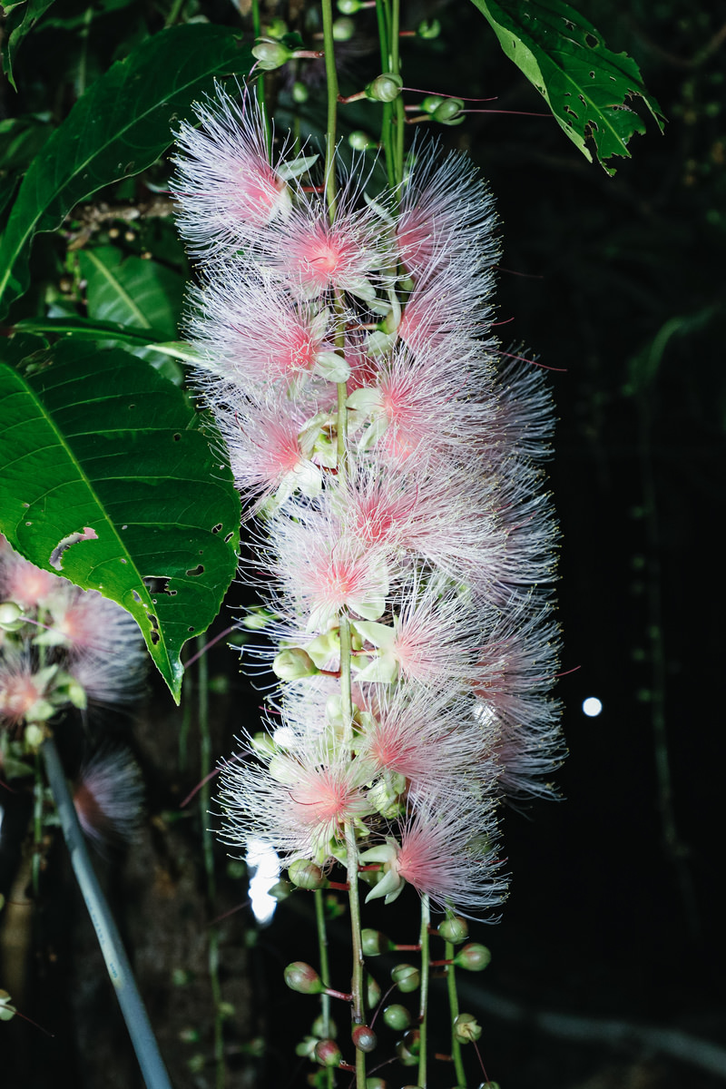 一夜限りのサガリバナの満開の無料の写真素材 - ID.80811｜フリー素材