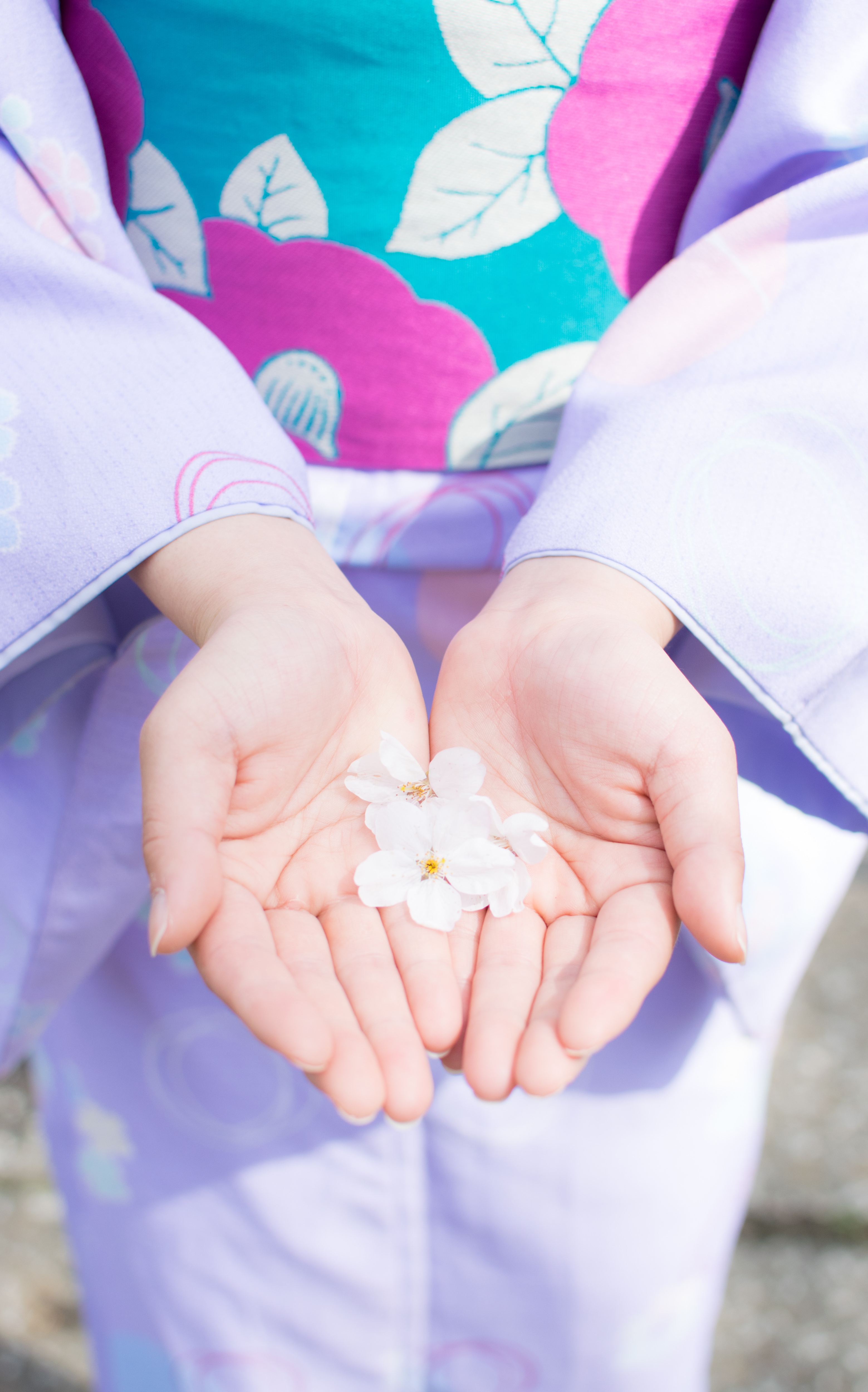 桜の花弁を両手で掬う着物の女性の写真素材 ぱくたそ