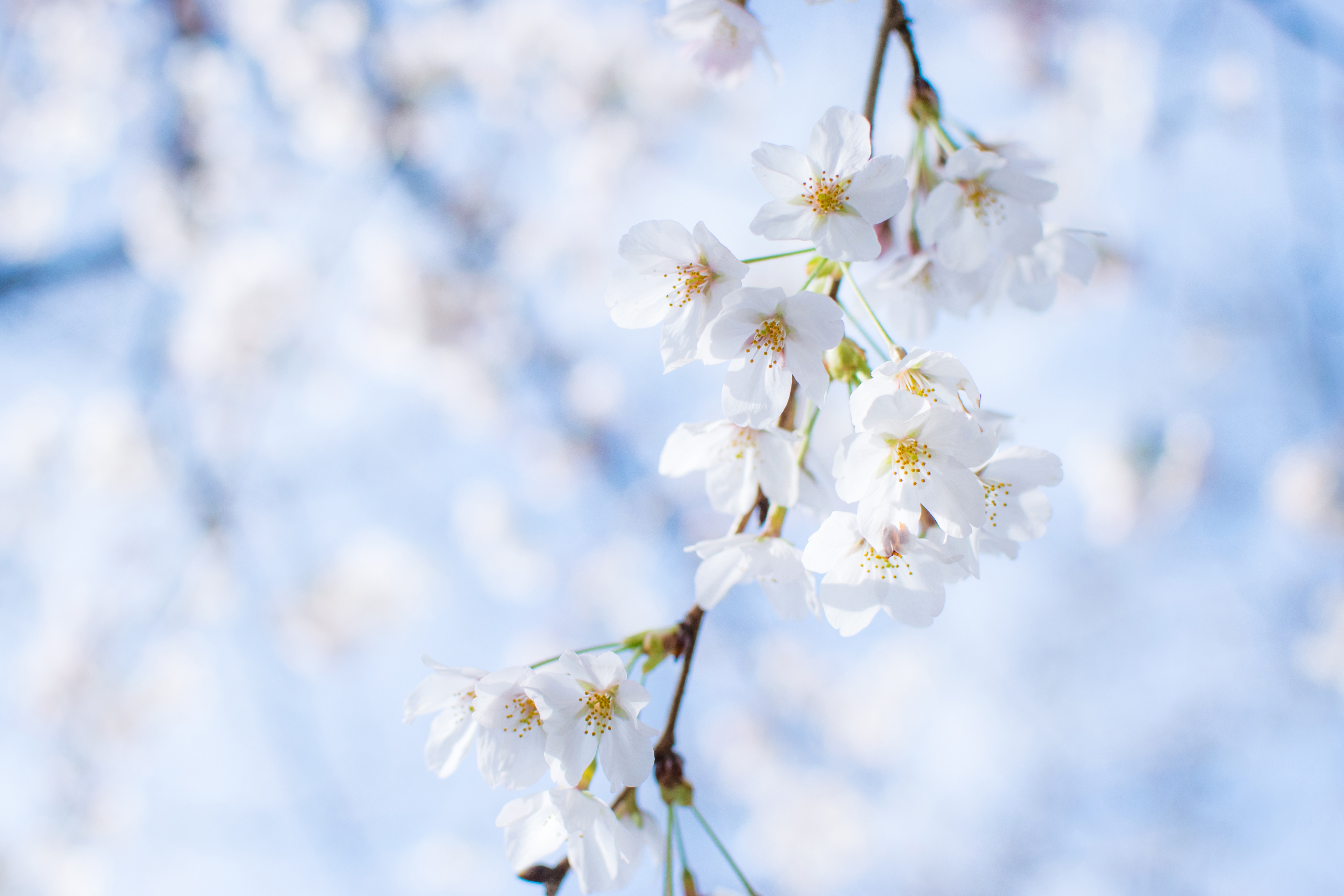 桜の花の写真を無料ダウンロード フリー素材 ぱくたそ 桜の花の写真を無料ダウンロード フリー素材 ぱくたそ