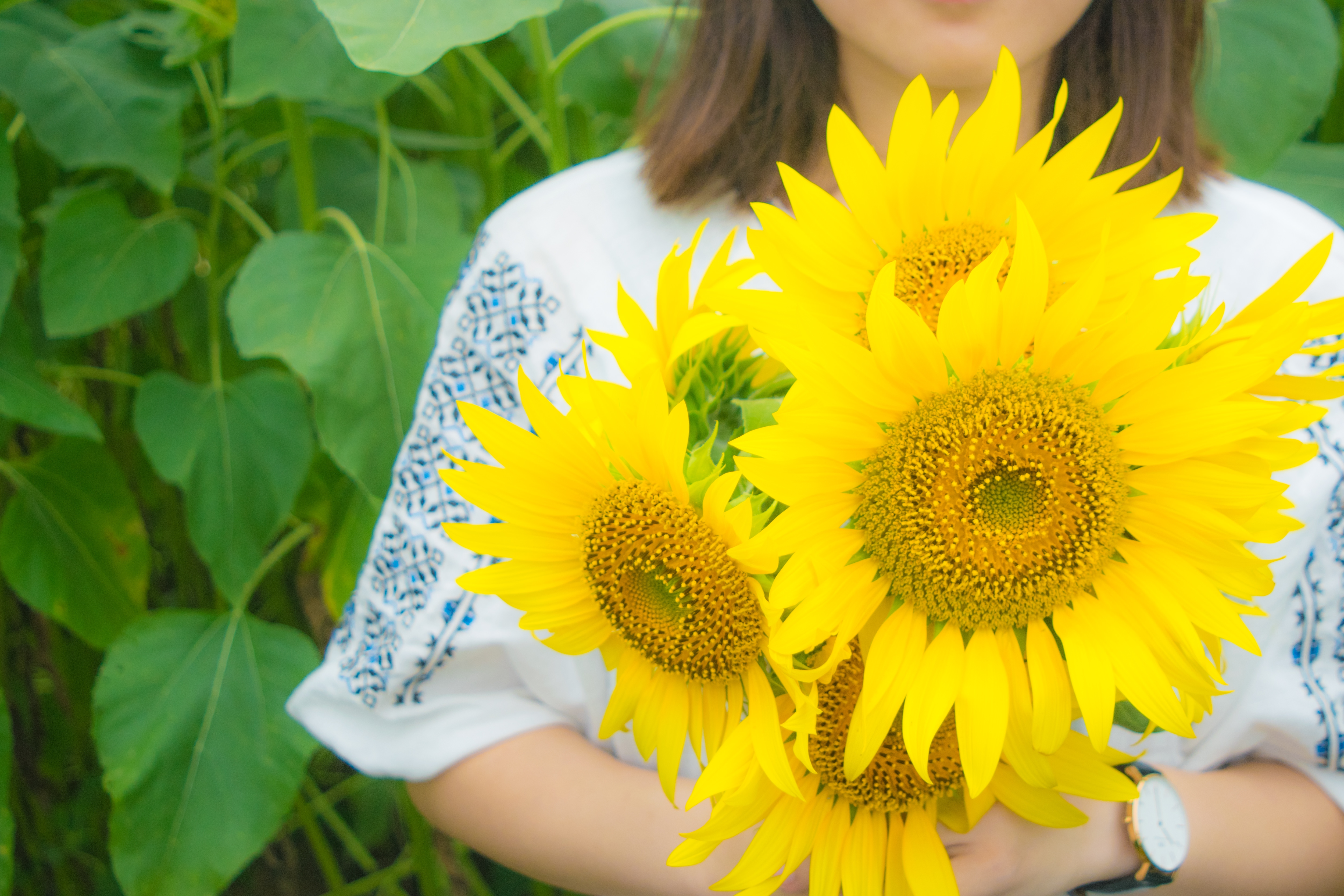 向日葵の花を持った女性の写真を無料ダウンロード フリー素材 ぱくたそ