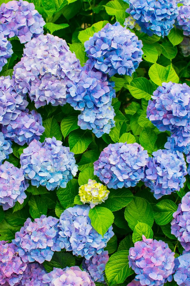 青色や紫色の入り混じる紫陽花の写真を無料ダウンロード フリー素材 ぱくたそ