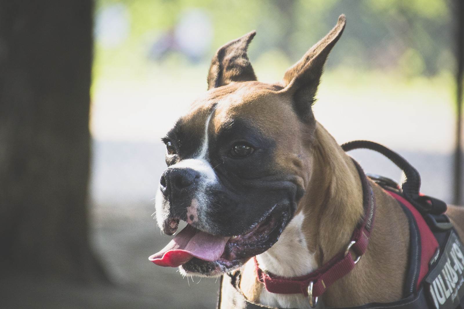 「舌を出すボクサー（犬）」の写真