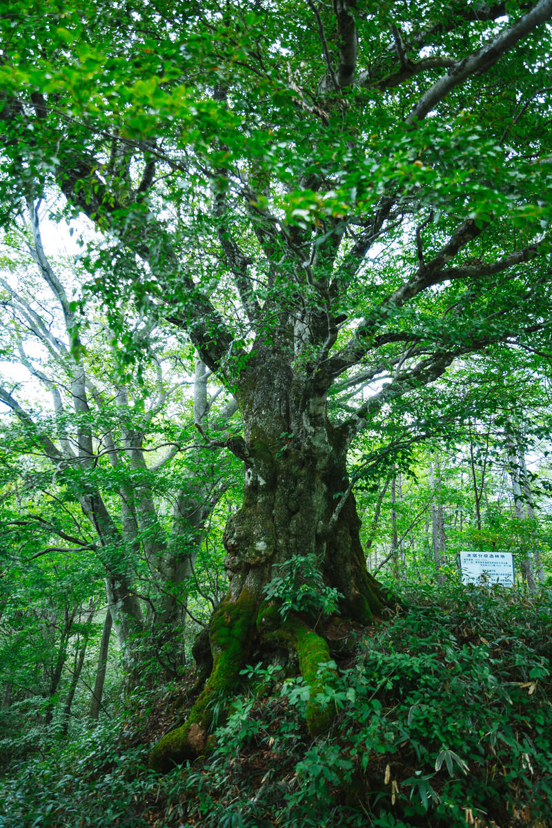 樹齢500年以上の万騎峠 大ブナの木 の写真 画像 フリー素材 ぱくたそ