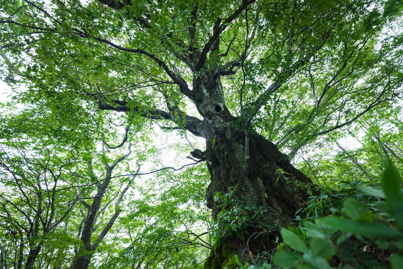 大ブナの古木の無料の写真素材 - ID.26482｜フリー素材 ぱくたそ