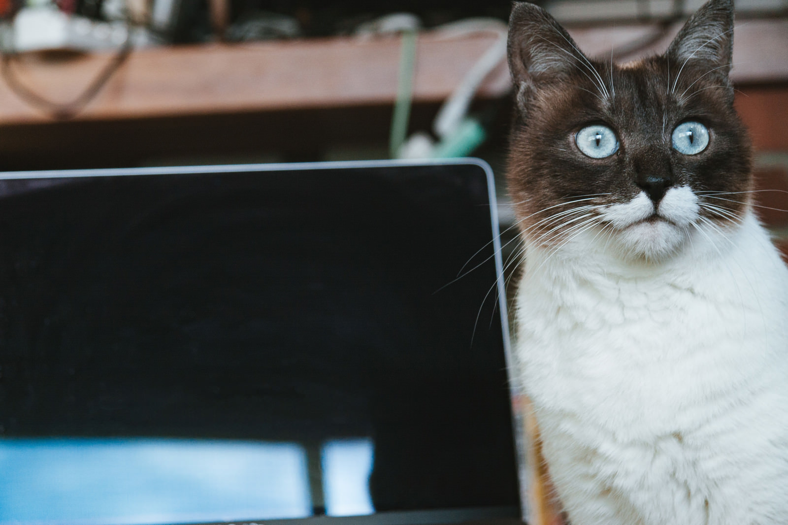 「何もしていないのに再起動した時の猫」の写真