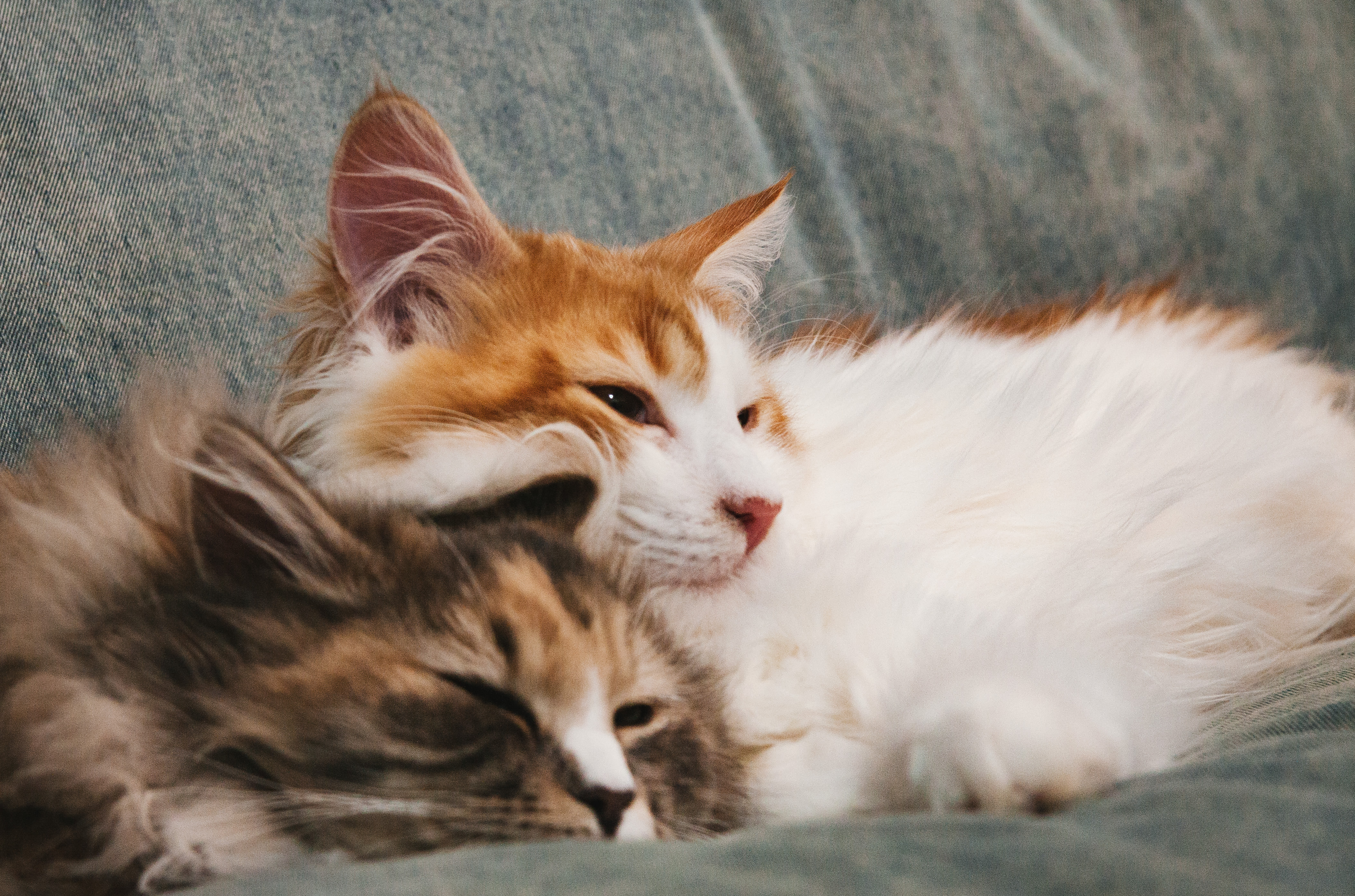 仲良くお昼寝タイム猫 スヤァの写真素材 ぱくたそ
