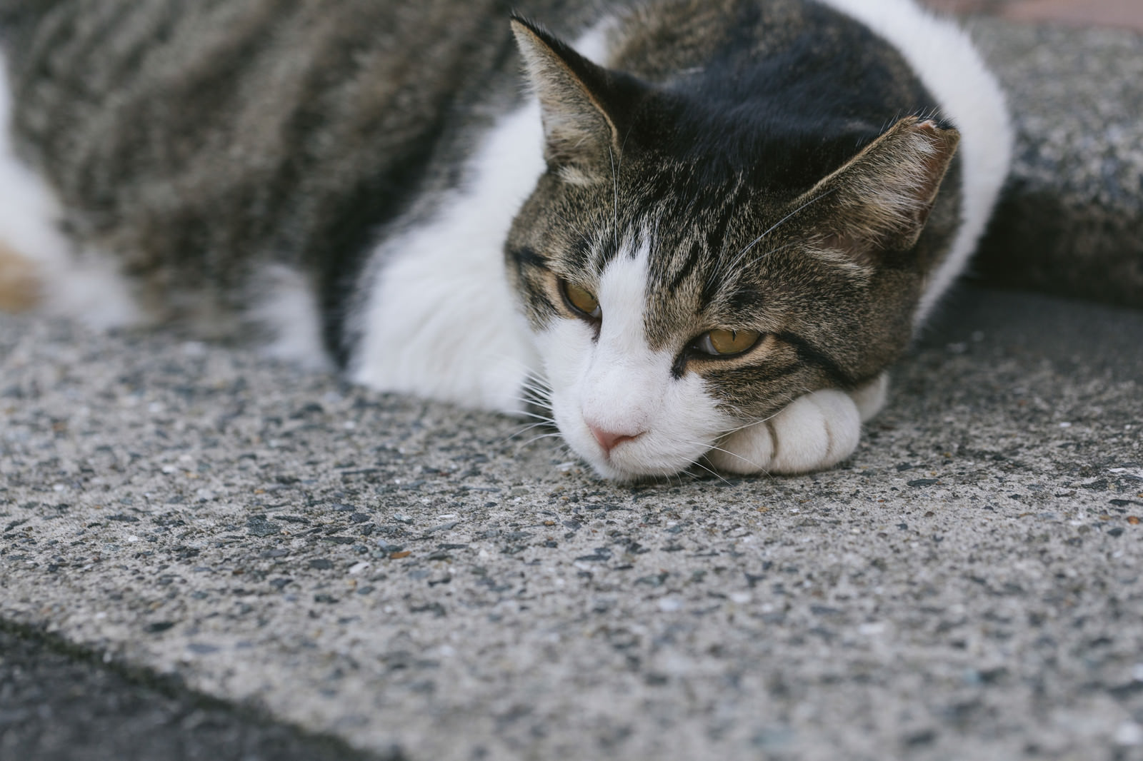 「軽蔑の眼差し猫」