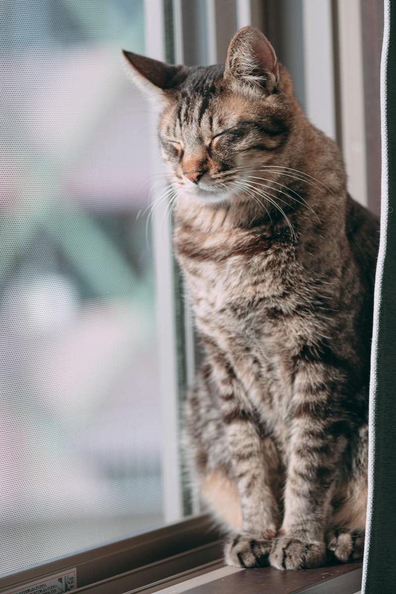 「窓辺でうたた寝する猫 | フリー素材のぱくたそ」の写真