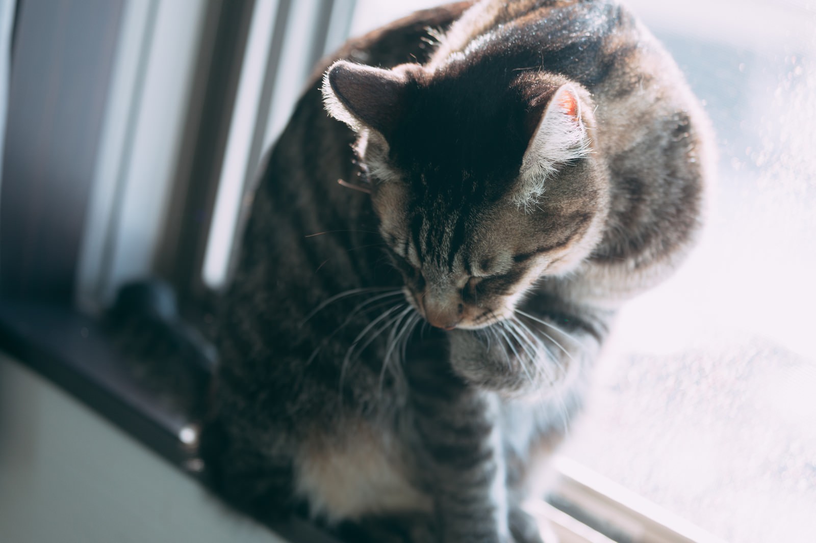 「窓辺で毛づくろいする猫 | フリー素材のぱくたそ」の写真