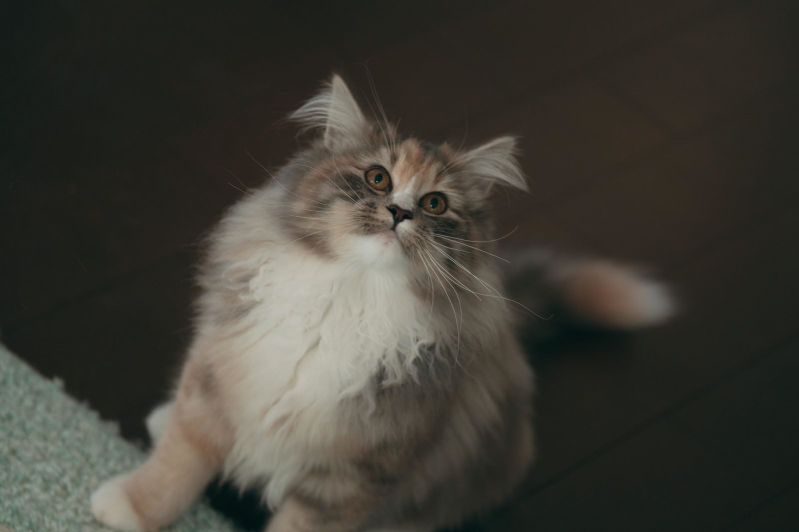 「お座りして上を見上げる猫 | フリー素材のぱくたそ」の写真