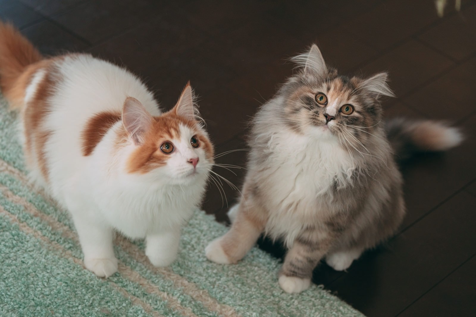 「上を見上げる二種類の猫」の写真