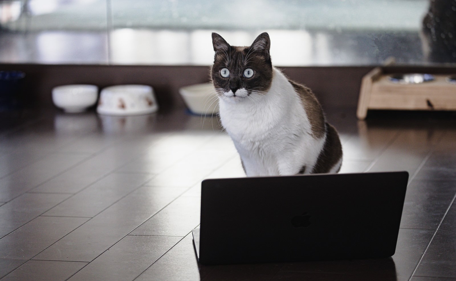 猫のカテゴリに関連する無料の写真素材 フリー素材 770枚 ぱくたそ 猫のカテゴリに関連する無料の写真素材 フリー素材 770枚 ぱくたそ