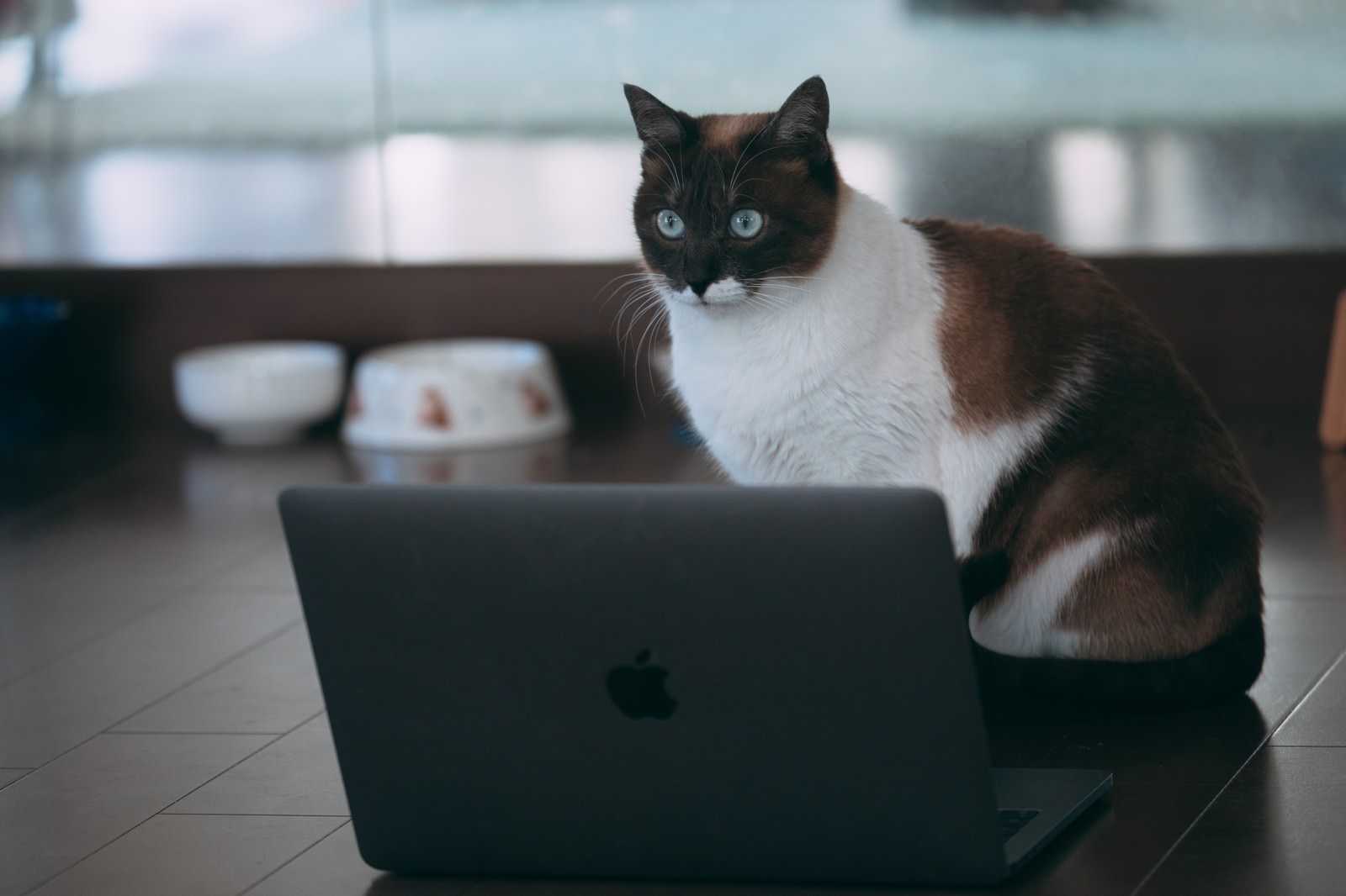 猫のカテゴリに関連する無料の写真素材 フリー素材 776枚 ぱくたそ 猫のカテゴリに関連する無料の写真素材 フリー素材 776枚 ぱくたそ