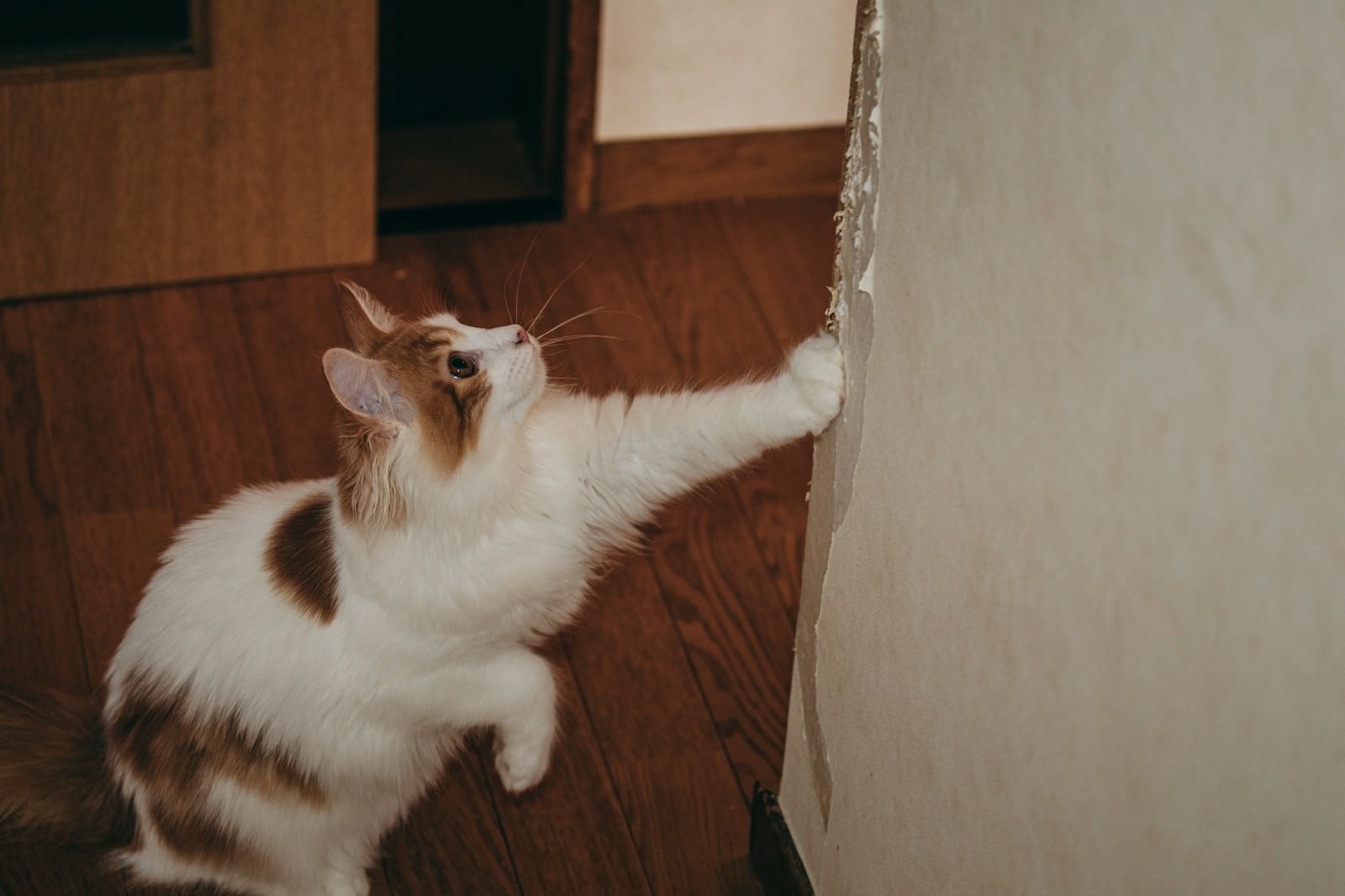 壁紙がボロボロになるまで爪とぎする猫の写真素材 ぱくたそ