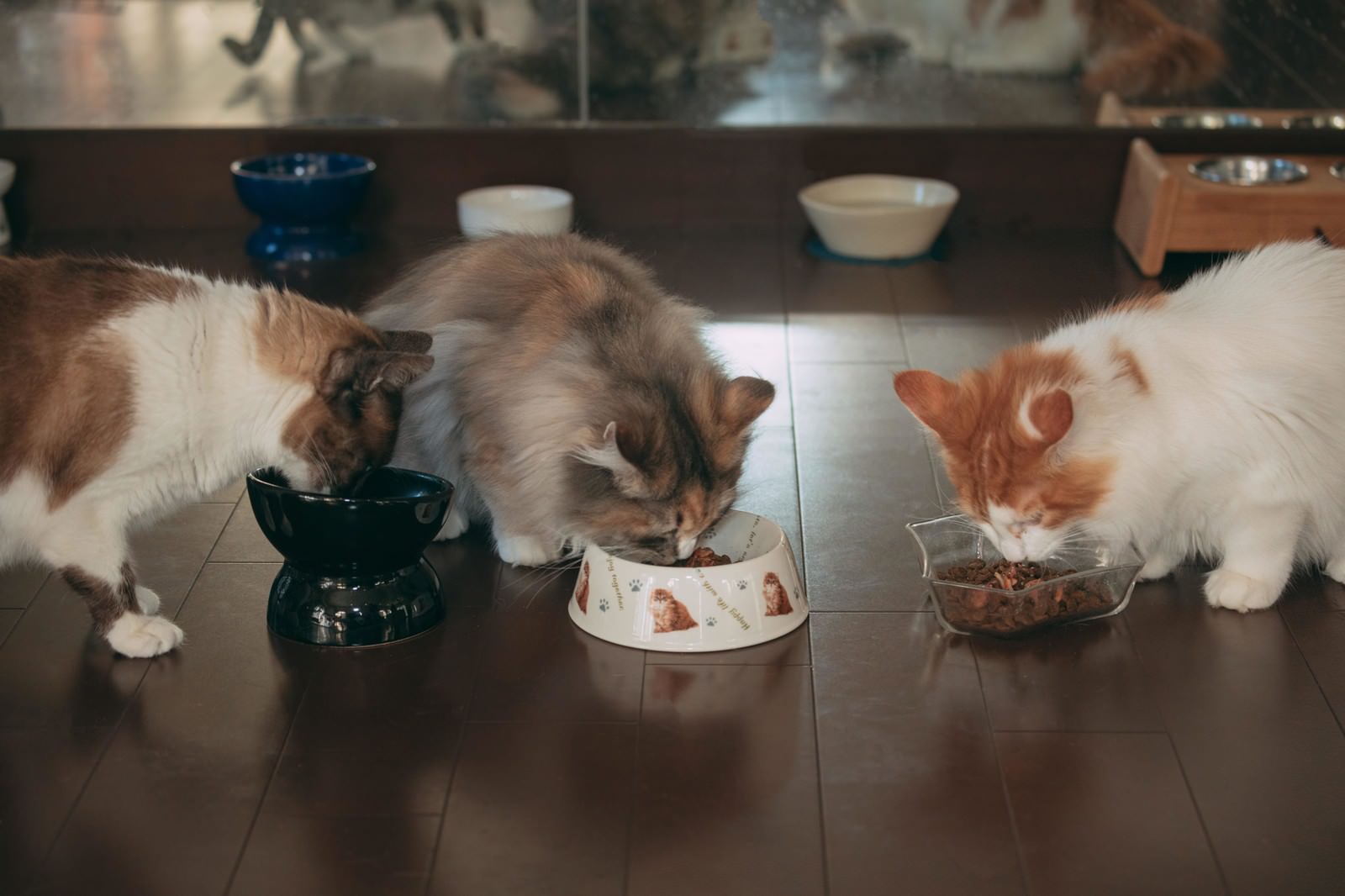 「三匹の猫のごはん | フリー素材のぱくたそ」の写真