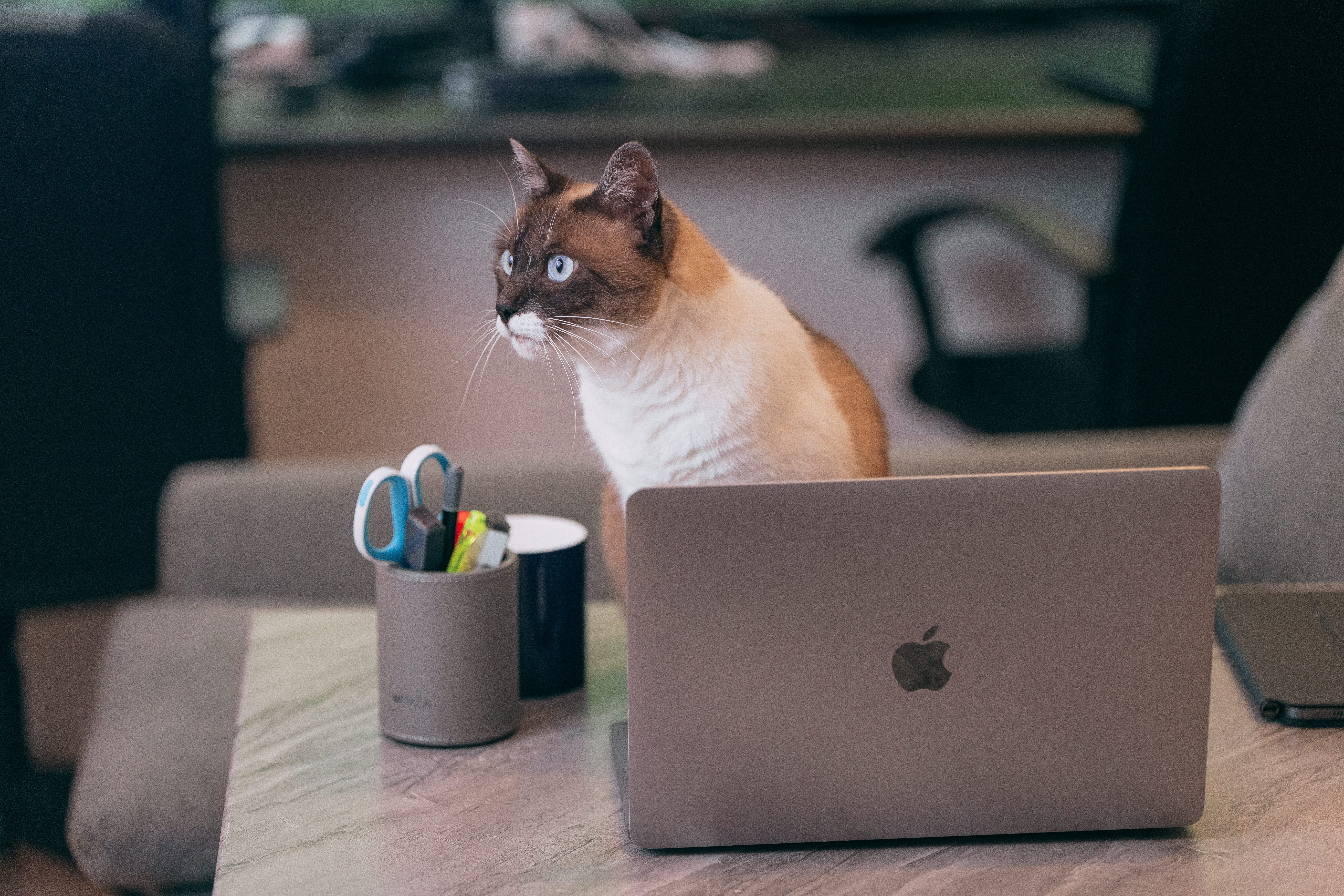 デスクワーク中によそ見する猫の写真素材 ぱくたそ