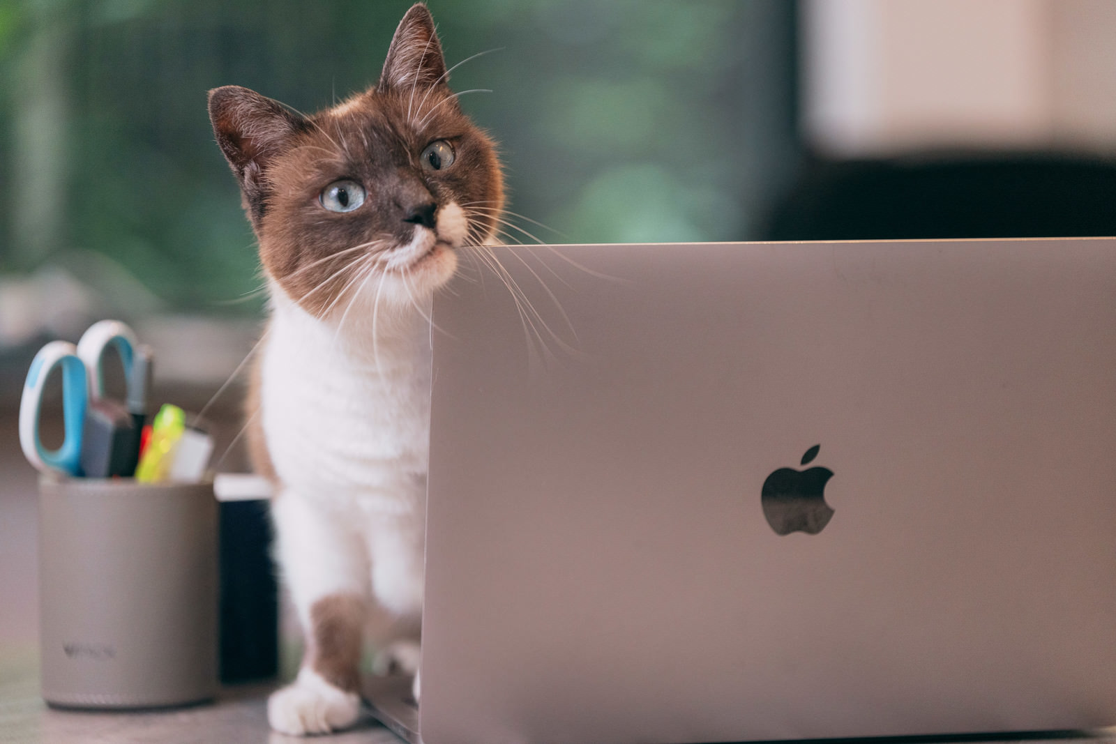 「ノートパソコン越しに様子をうかがう猫 | フリー素材のぱくたそ」の写真［モデル：プー］