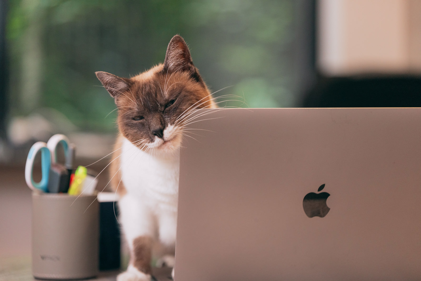 「仕事中に寝落ち猫」の写真［モデル：プー］