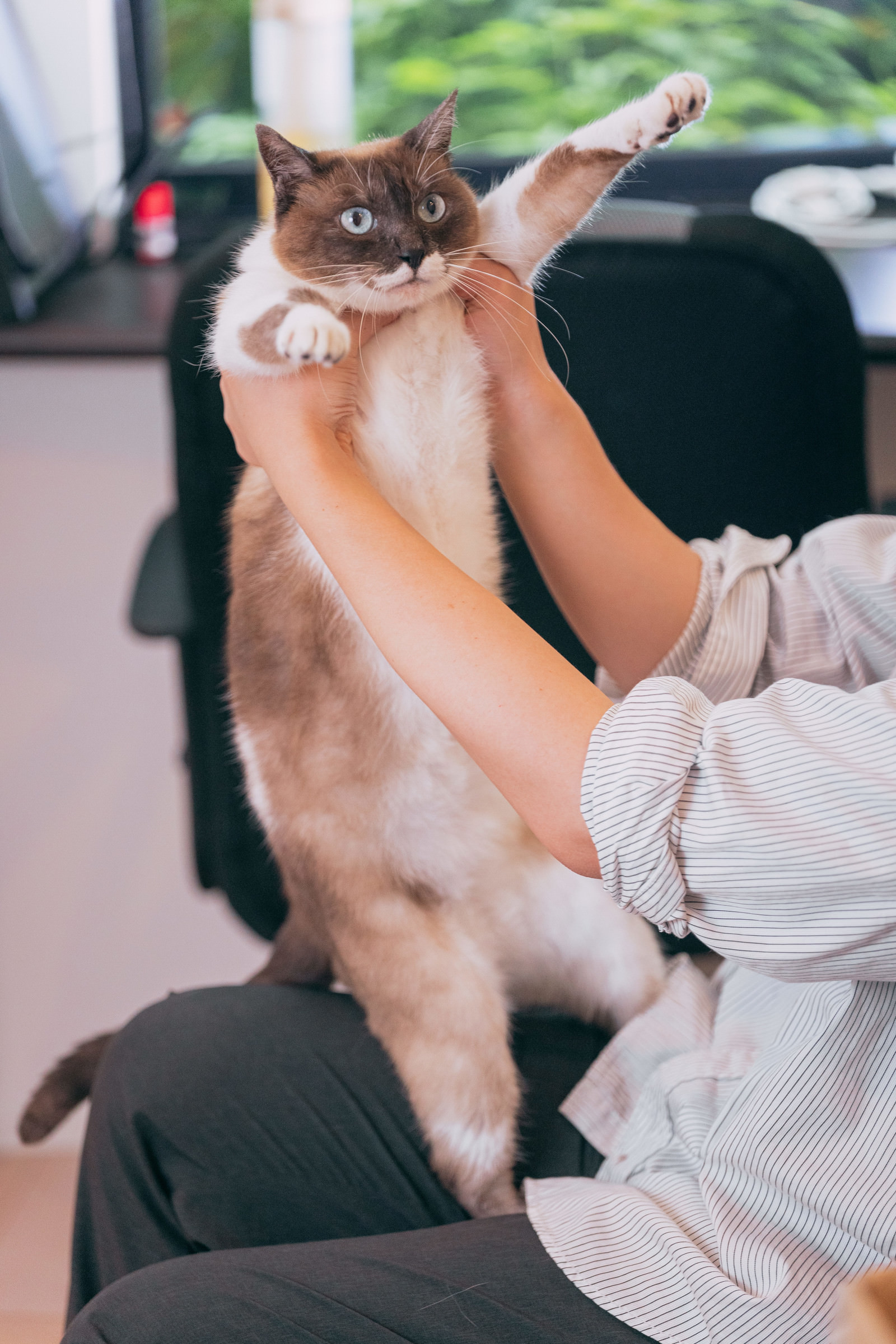 胴がにょーんと伸びる猫の写真素材 ぱくたそ