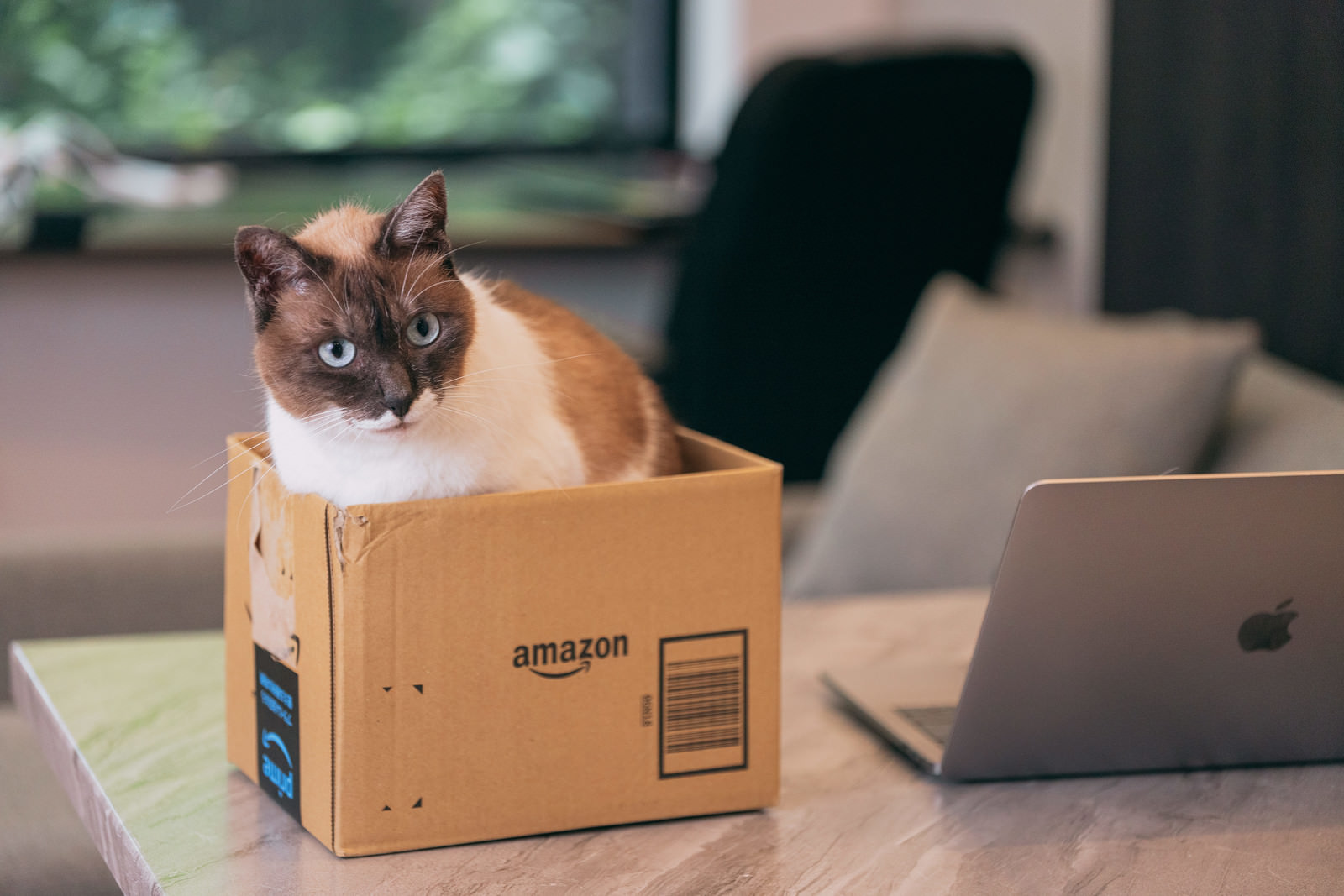 猫のカテゴリに関連する無料の写真素材 フリー素材 814枚 ぱくたそ 猫のカテゴリに関連する無料の写真素材 フリー素材 814枚 ぱくたそ