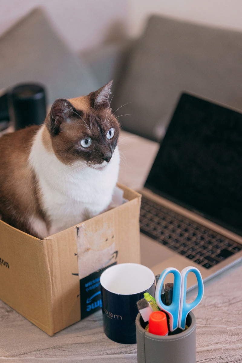 「新卒の猫さんのデスクまわり | フリー素材のぱくたそ」の写真［モデル：プー］