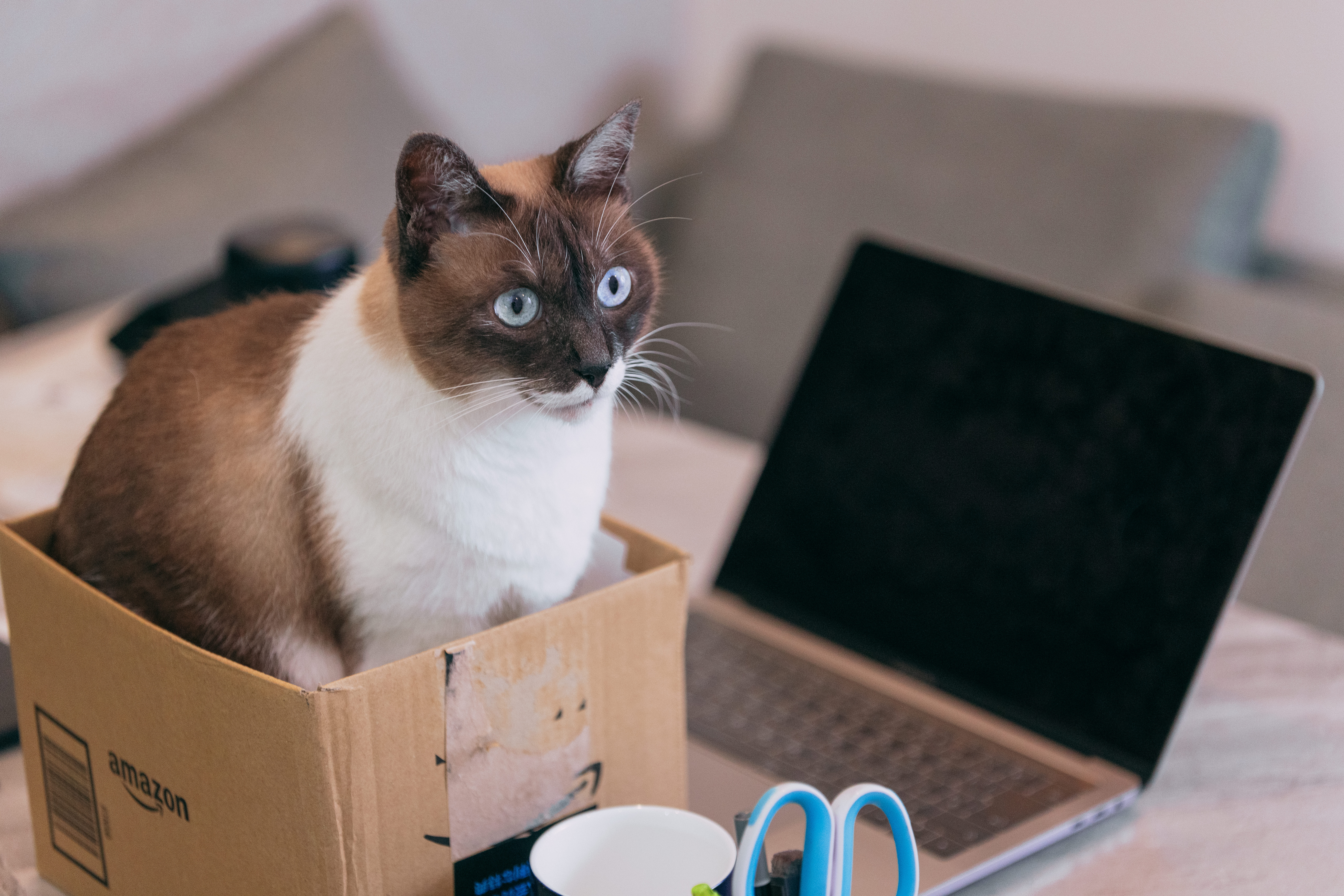 ノートパソコン横の段ボールにステイする猫の写真素材 ぱくたそ