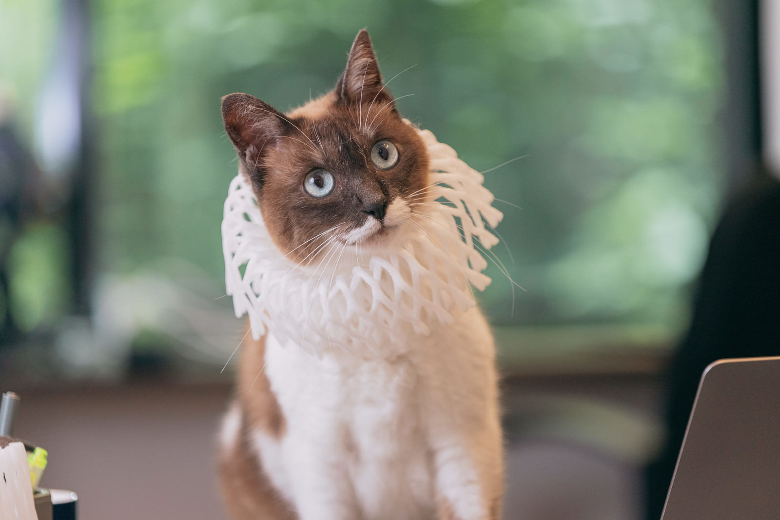 「フルーツキャップに頭を入れた猫 | フリー素材のぱくたそ」の写真［モデル：プー］