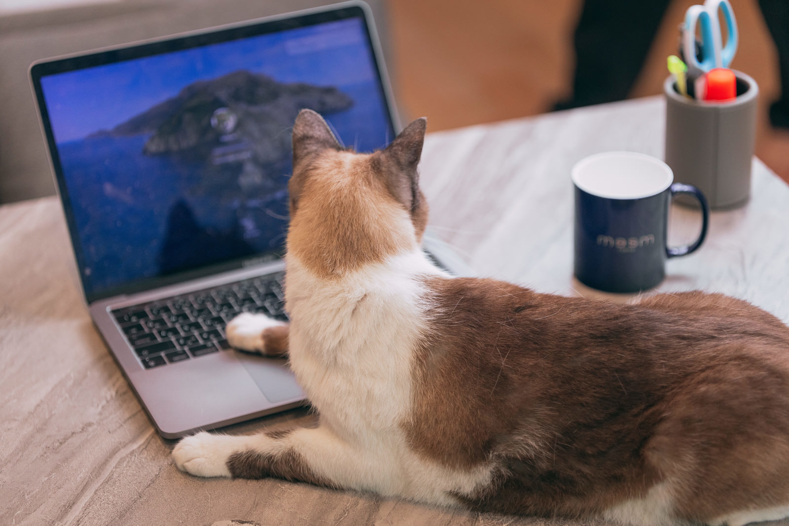猫のカテゴリに関連する無料の写真素材 フリー素材 810枚 ぱくたそ 猫のカテゴリに関連する無料の写真素材 フリー素材 810枚 ぱくたそ