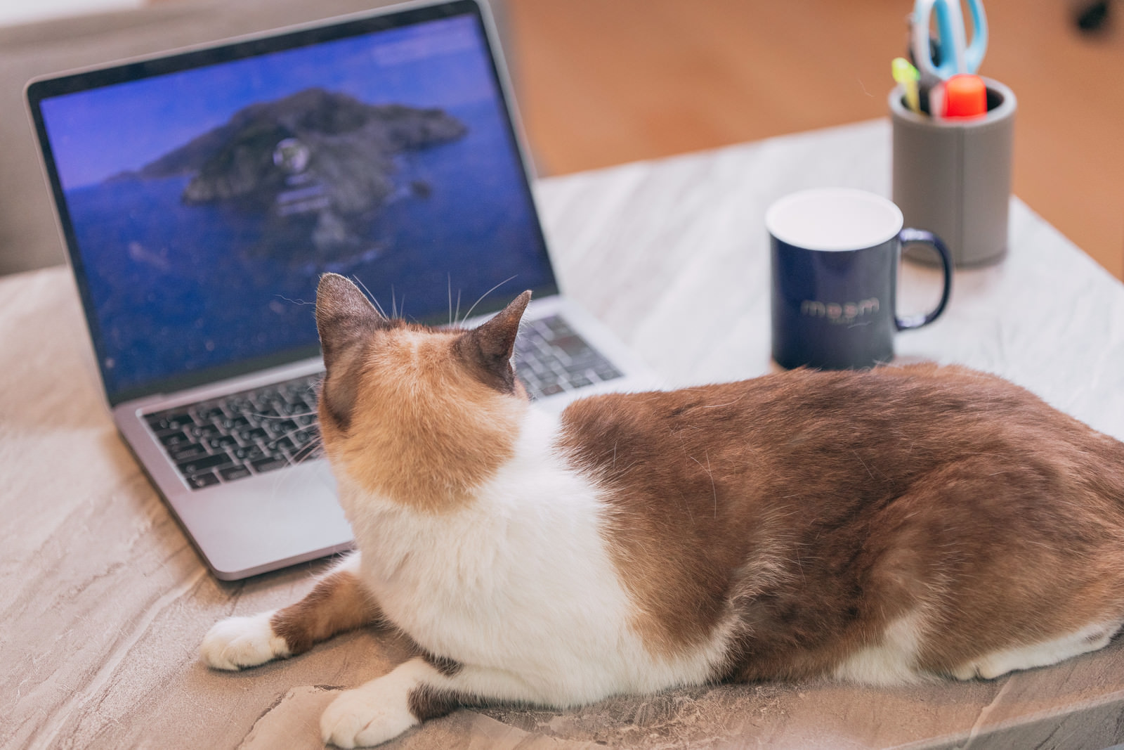 「寝落ちして気づいた時の猫」の写真［モデル：プー］