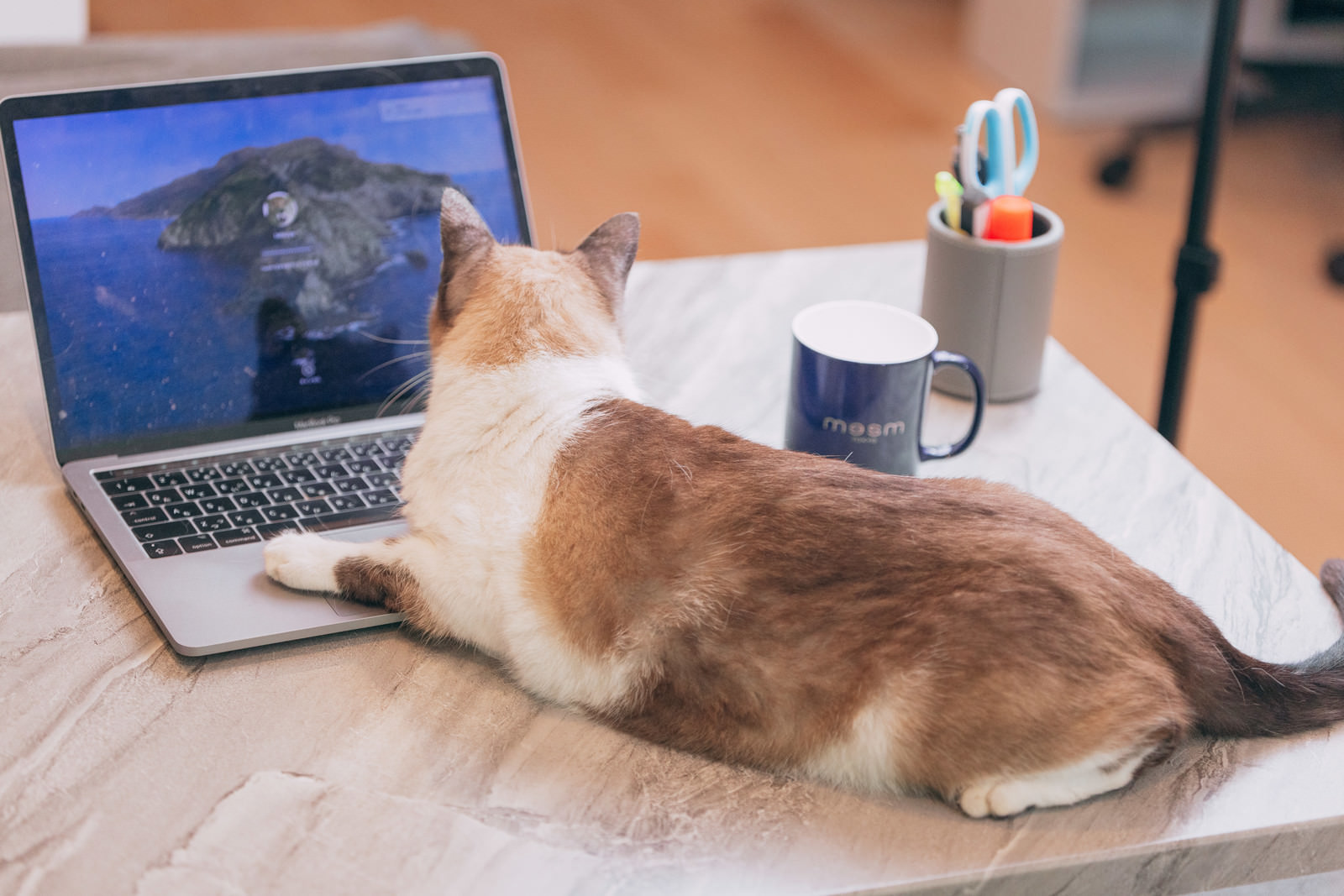 「液晶に映る自分を眺める猫」の写真［モデル：プー］