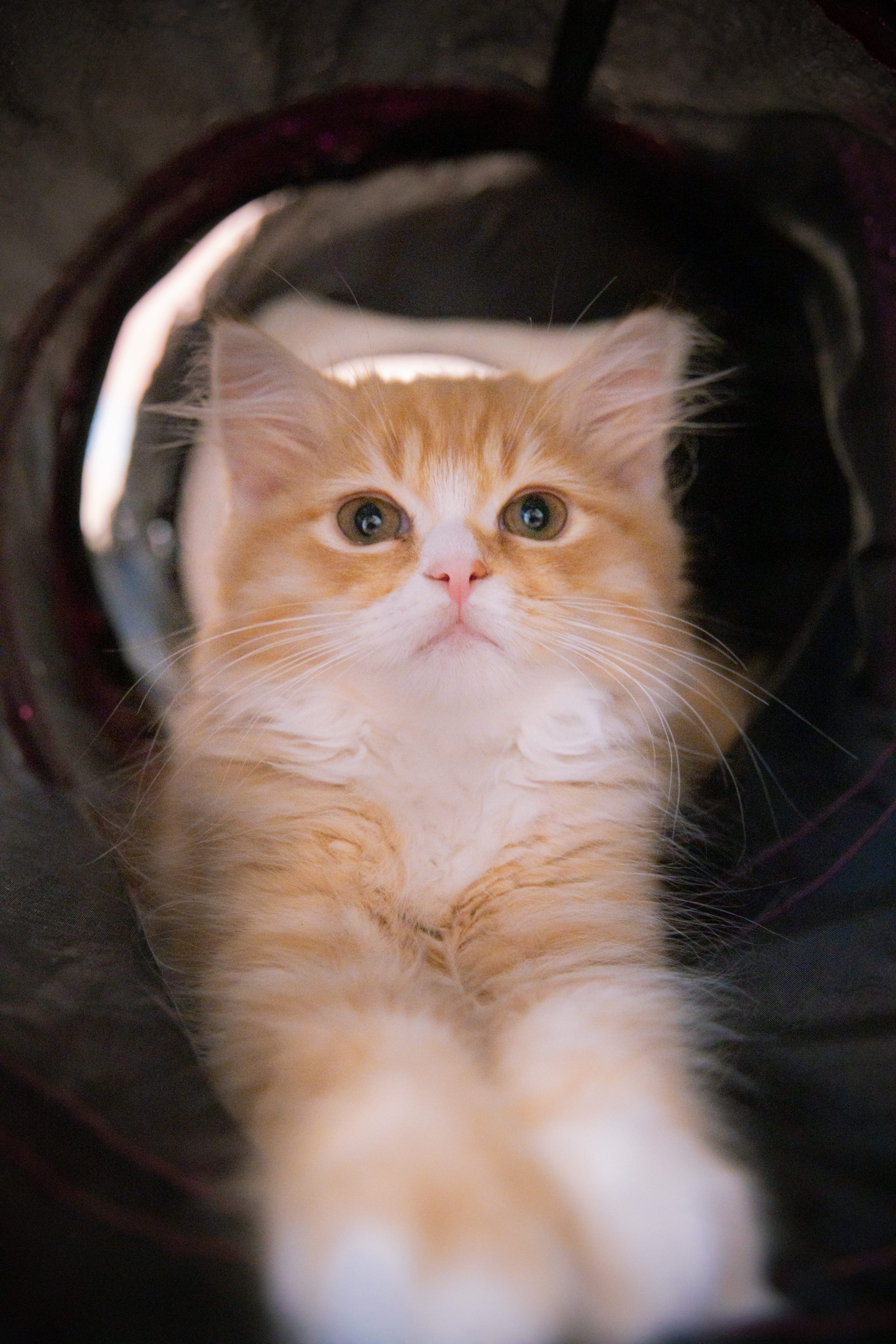 穴に収まった子猫の写真を無料ダウンロード フリー素材 ぱくたそ 穴に収まった子猫の写真を無料ダウンロード フリー素材 ぱくたそ