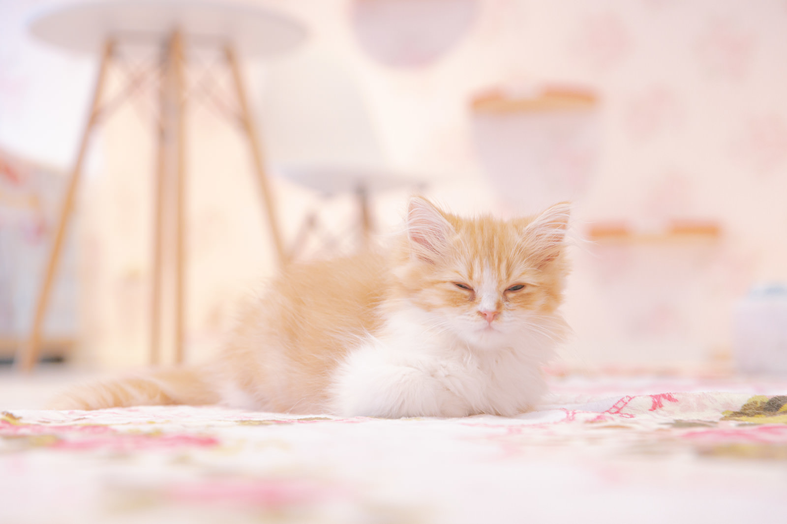 「薄目でこちらを見る子猫」の写真