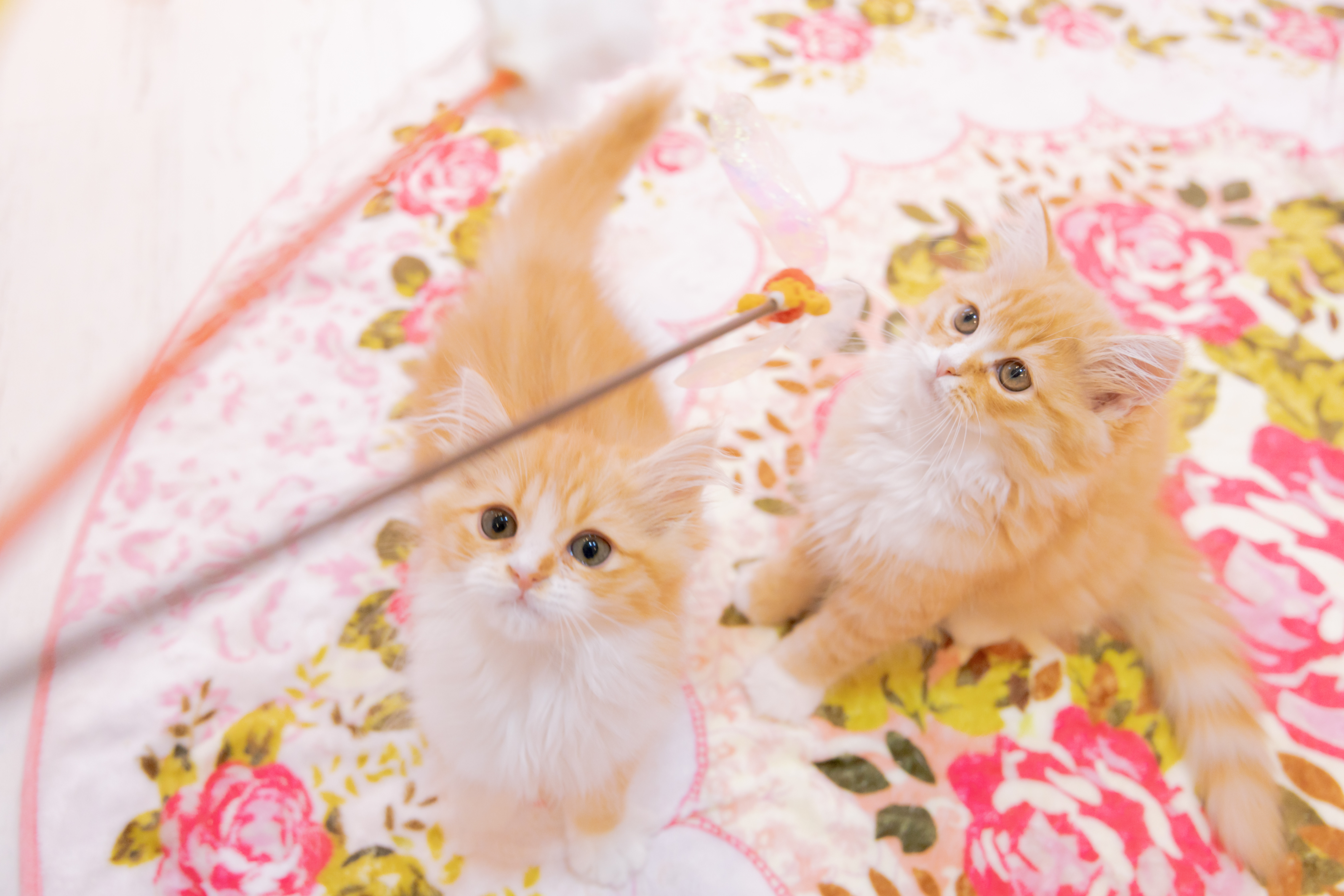 子猫を釣り上げるの写真を無料ダウンロード フリー素材 ぱくたそ 子猫を釣り上げるの写真を無料ダウンロード フリー素材 ぱくたそ